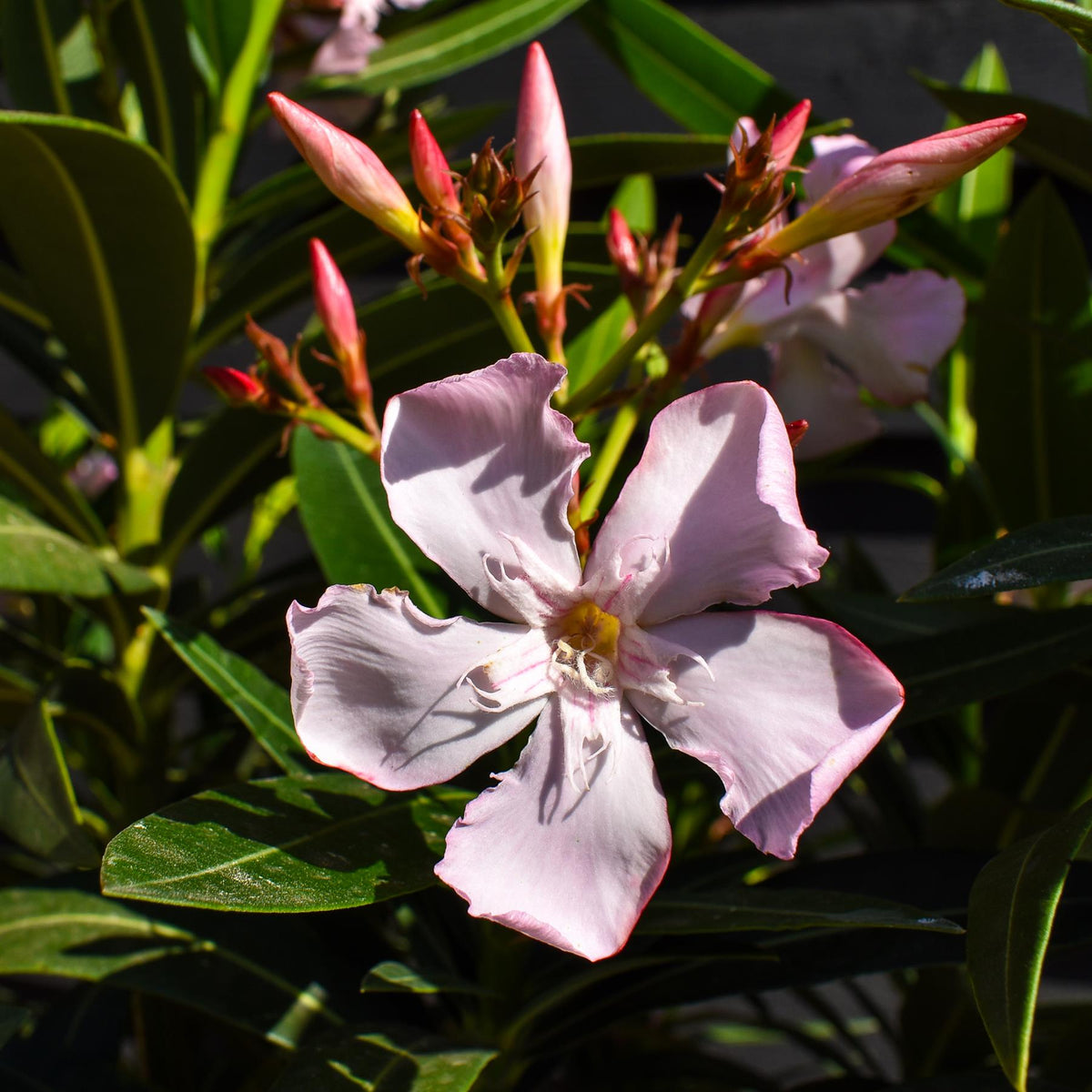 Nerium oleander - Emilie - Soft Pink- Shrub - Height 90-100cm - 30lt
