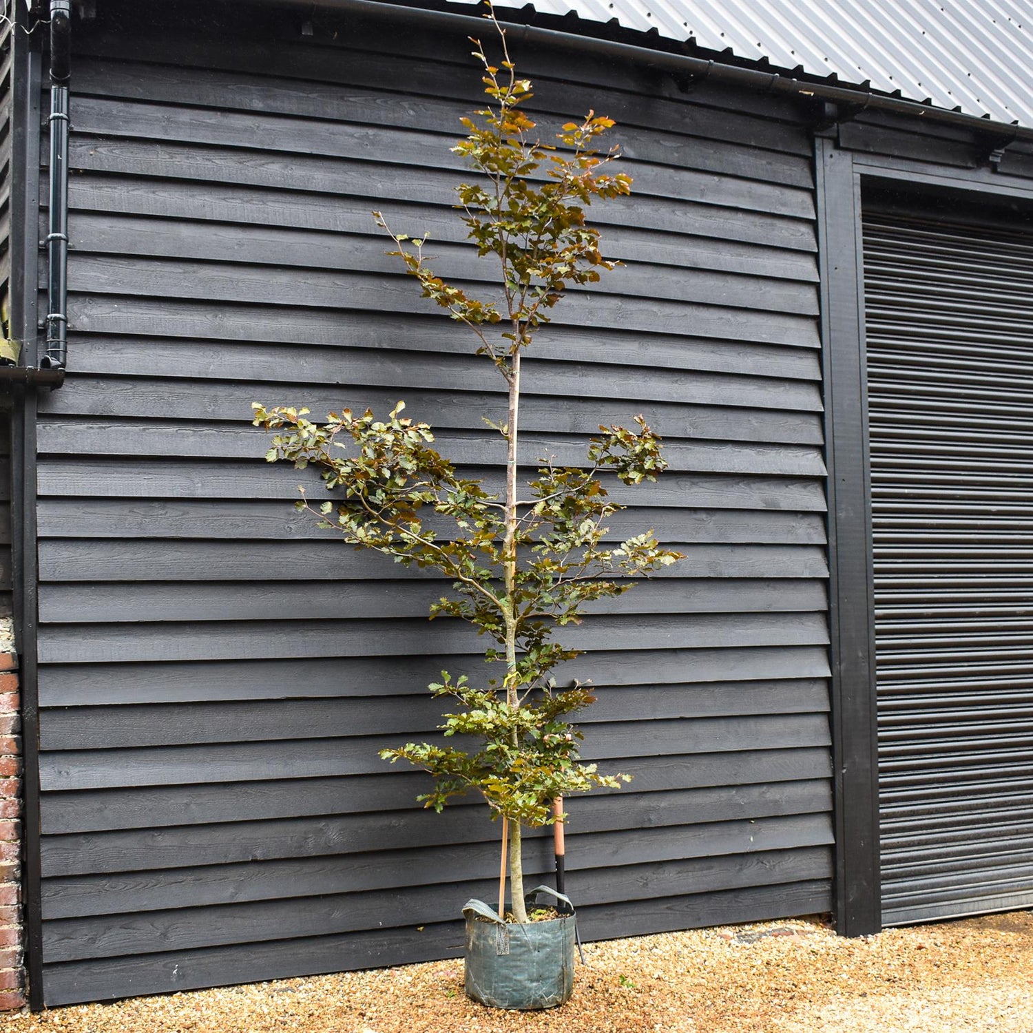 Fagus Sylvatica| Fagus sylvatica purpurea - Feathered - Height - 270-290cm -45lt