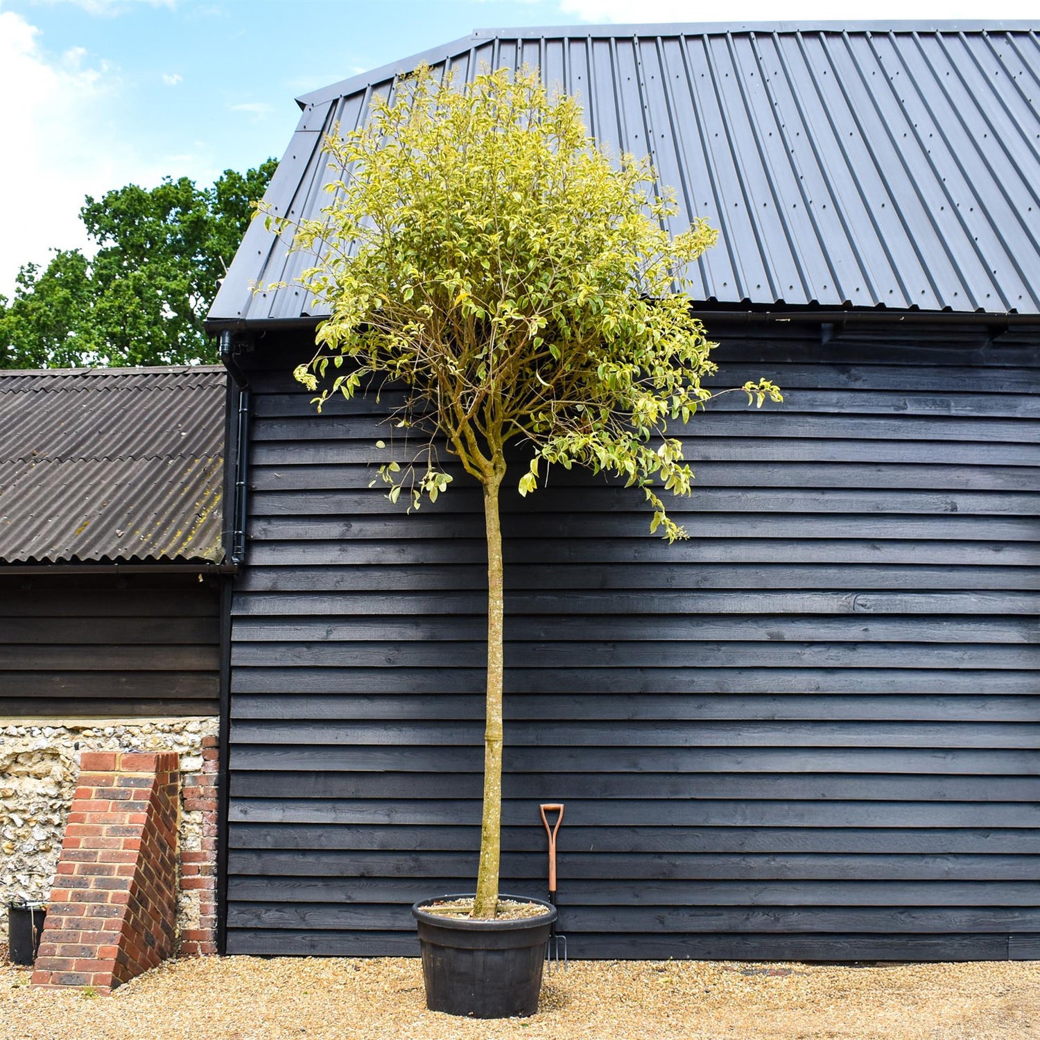Ligustrum - Variegated - Clear Stem 210-220cm - Girth 23-25cm - Height 290-320cm -130lt