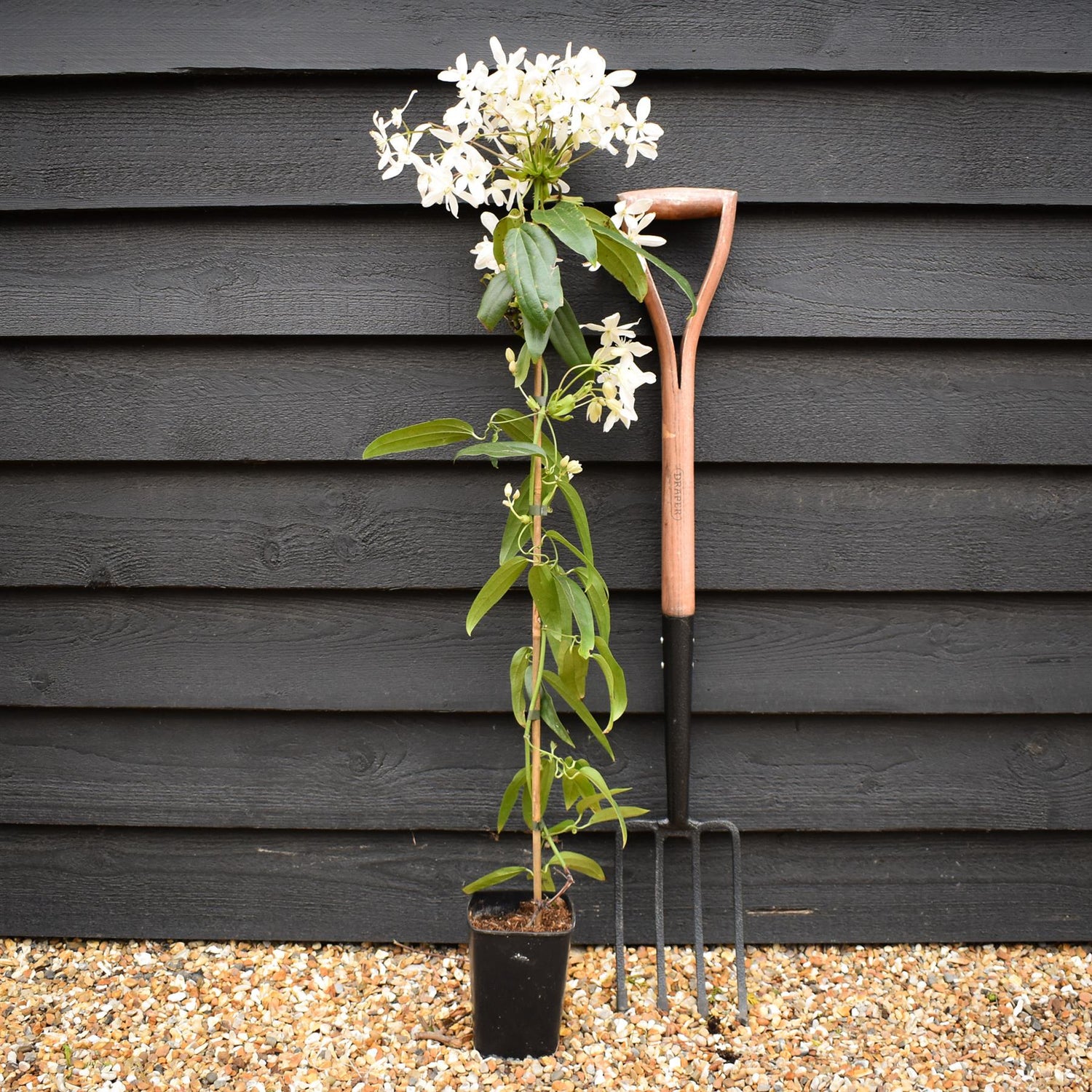 Clematis armandi 'Snowdrift' - Height 100-120cm - 2lt