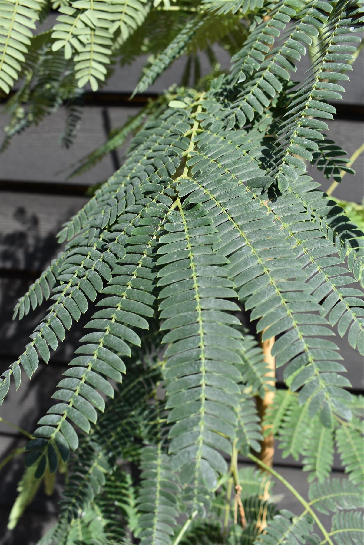 Albizia julibrissin Omberella  | Silk Tree - Height 140-150cm - 12lt