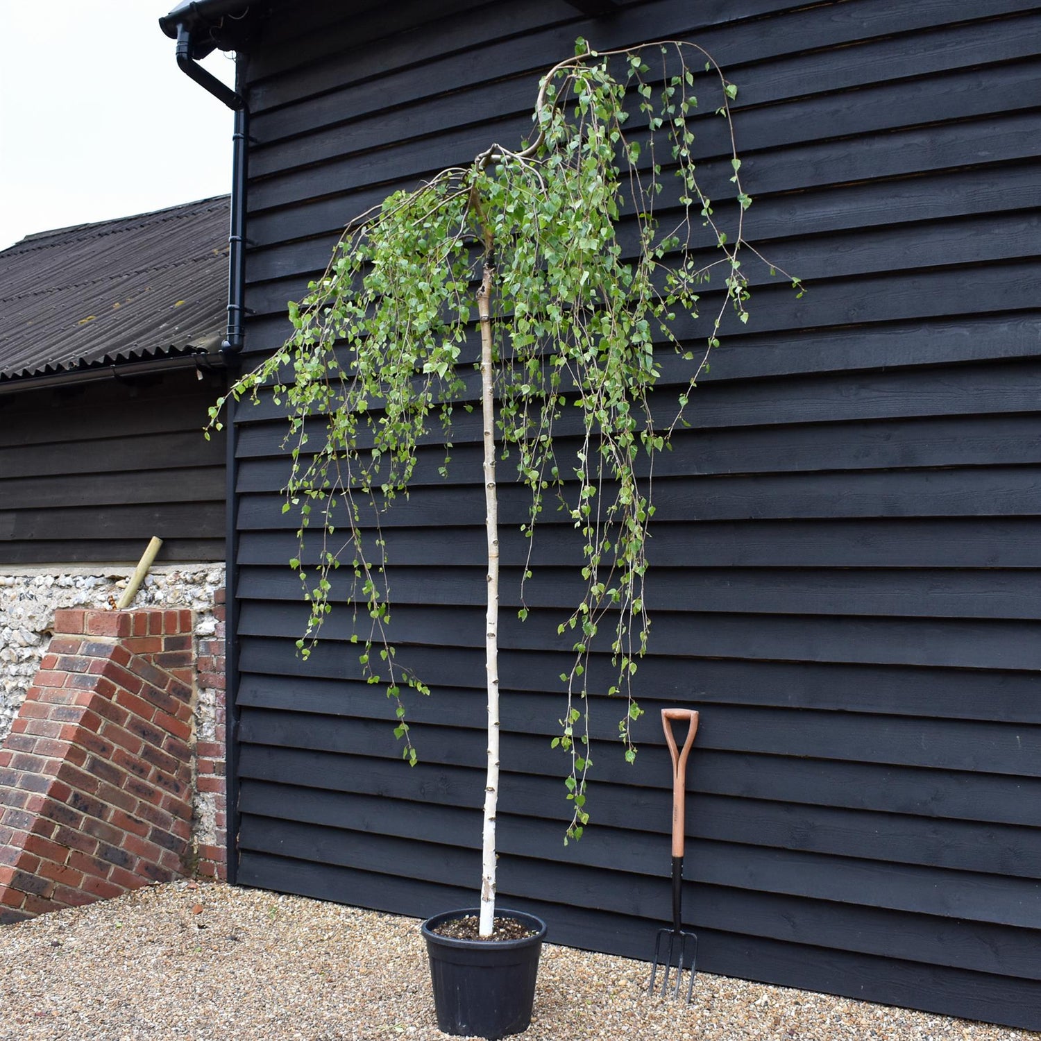 Betula pendula Youngii | Young’s Weeping Birch - Stem 210-220 - Height 250-270cm - 35lt