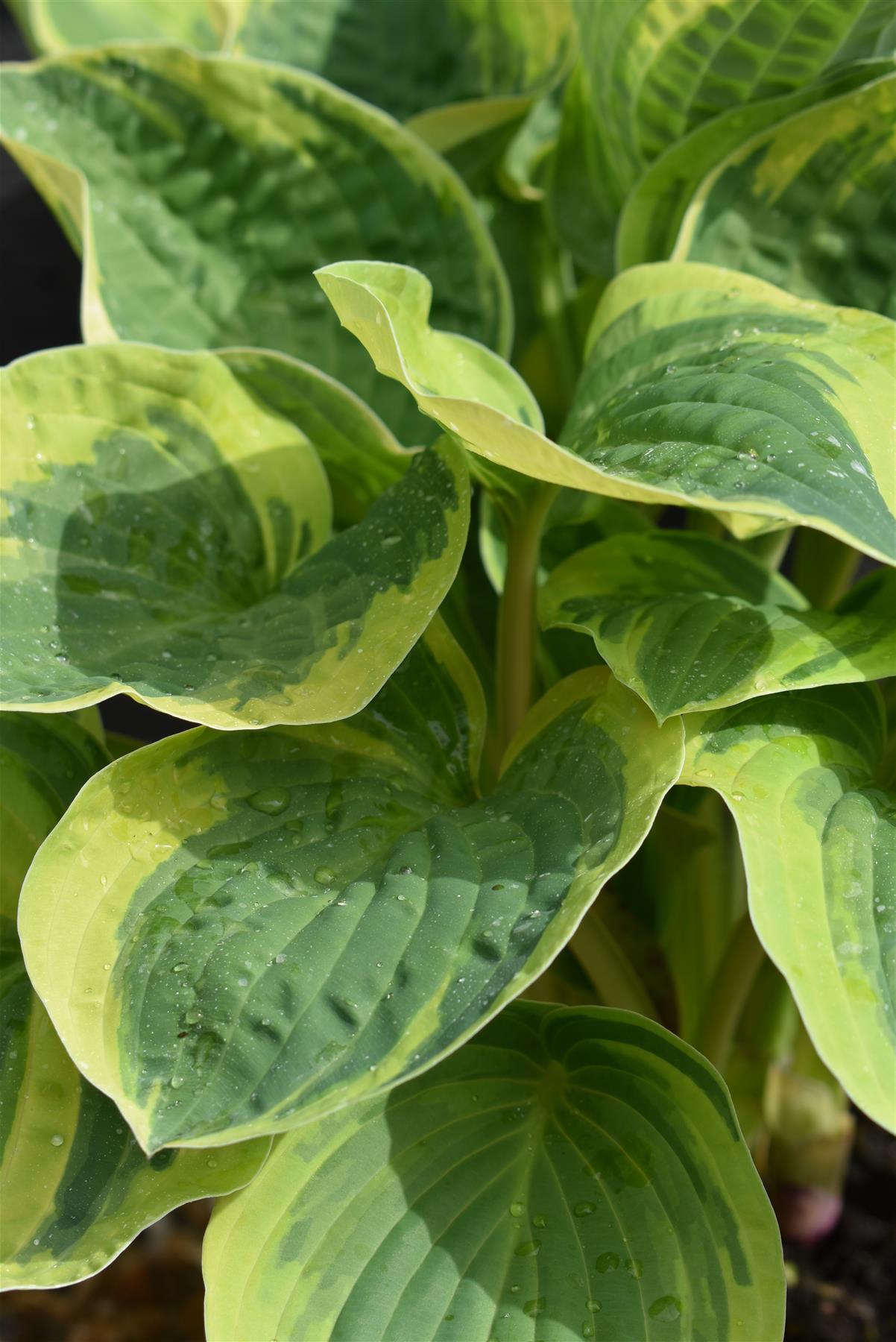 Hosta Plantain Lily Wild Brim - 10/20cm, 2lt
