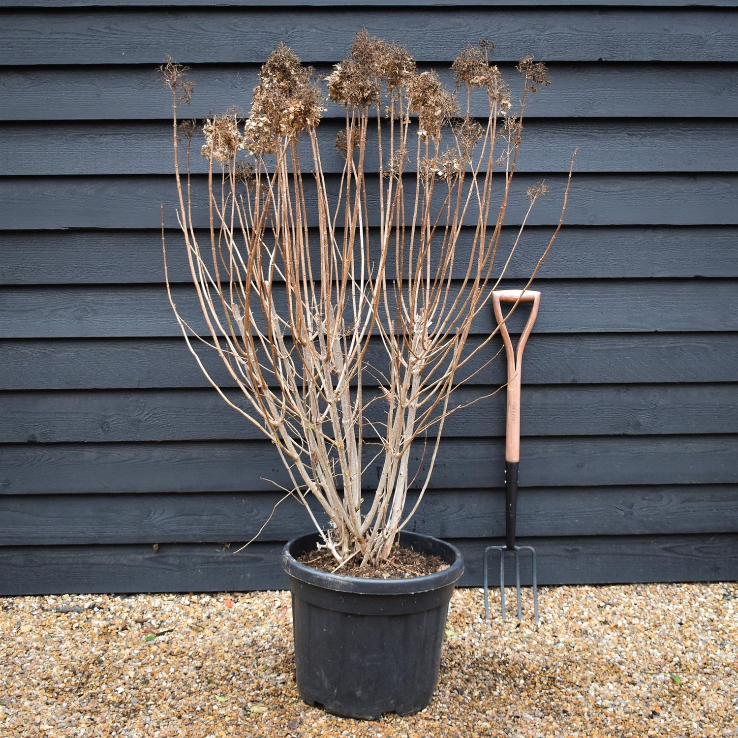 Hydrangea paniculata 'Grandiflora' - Shrub - Height 130cm - 45lt