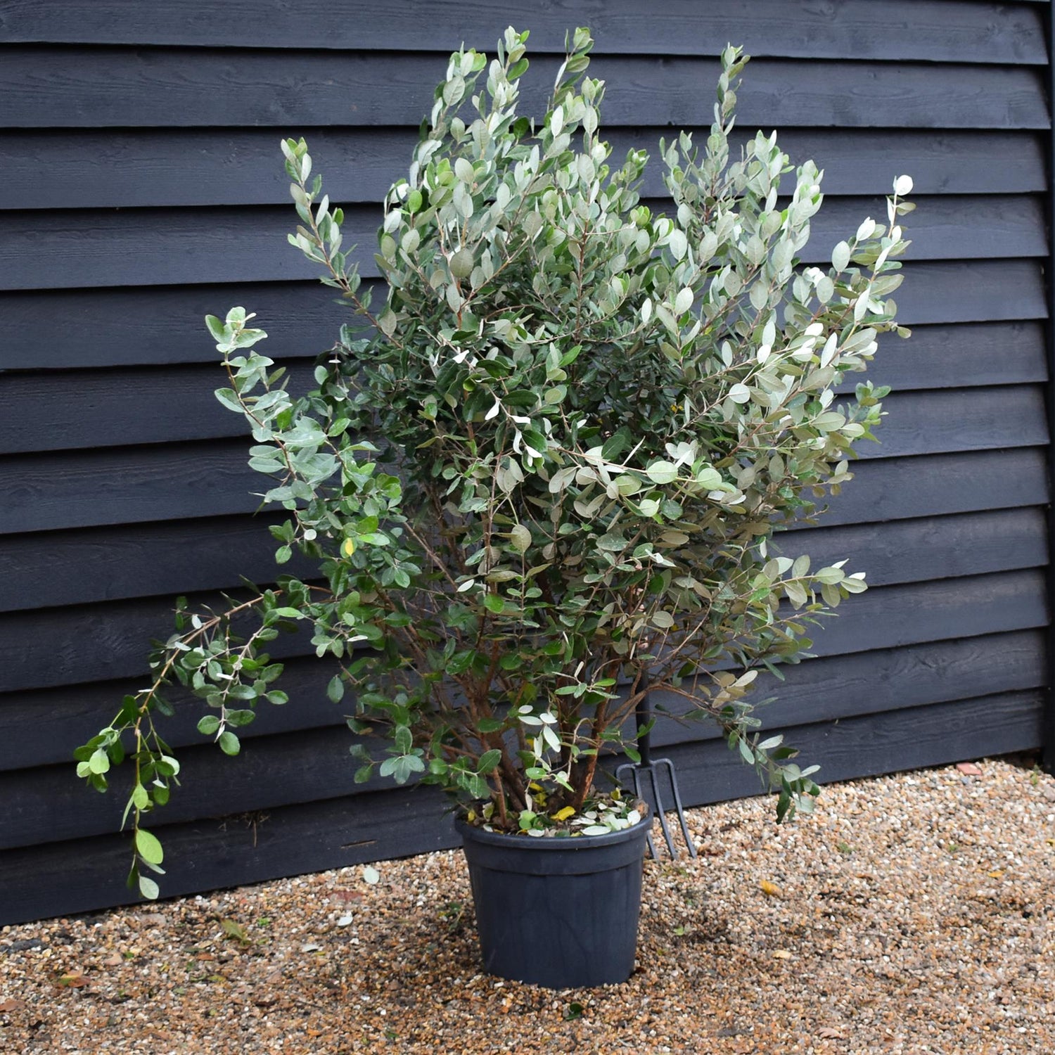 Feijoa (acca) sellowiana | Pineapple Guava Tree - Bushy - Height 140-150cm- 25lt