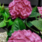 Hydrangea Original Mophead Pink | Pink hydrangea 20-30cm - 5lt