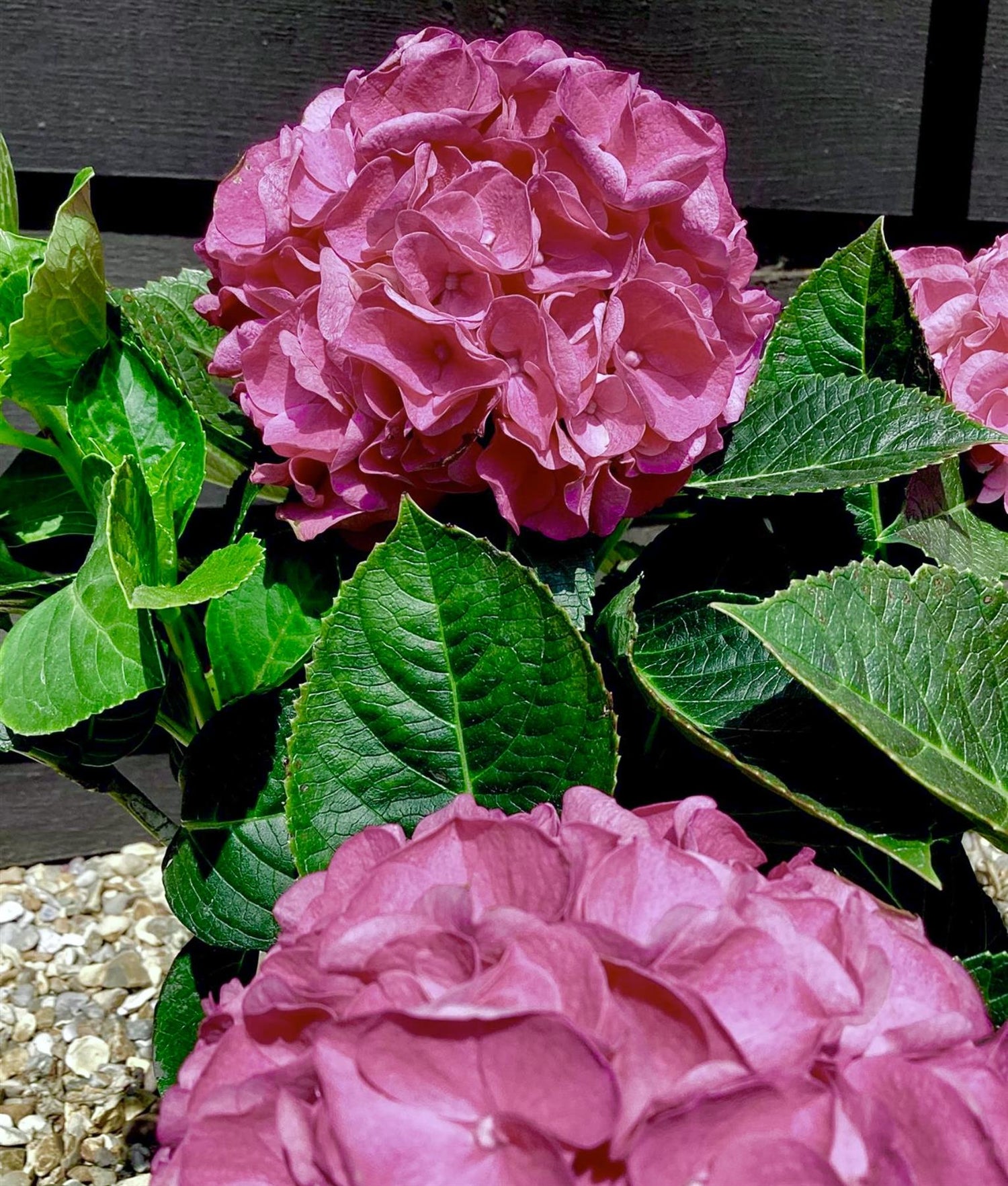 Hydrangea Original Mophead Pink | Pink hydrangea 20-30cm - 5lt