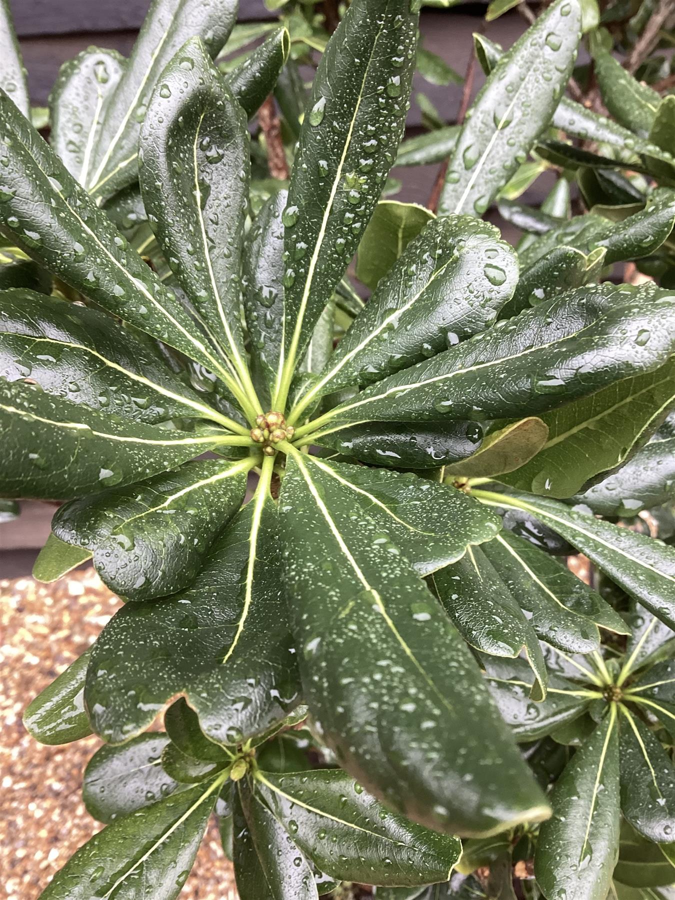 Pittosporum tobira | Austrian laurel - 100-120cm, 50lt