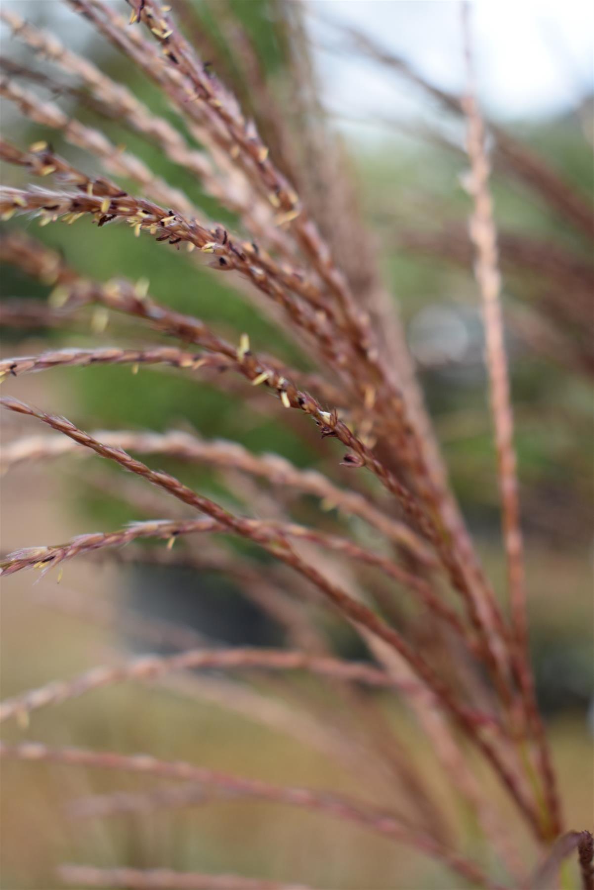 Miscanthus sinensis 'Strictus' | Eulalia 'Strictus' - 55-65cm, 10lt