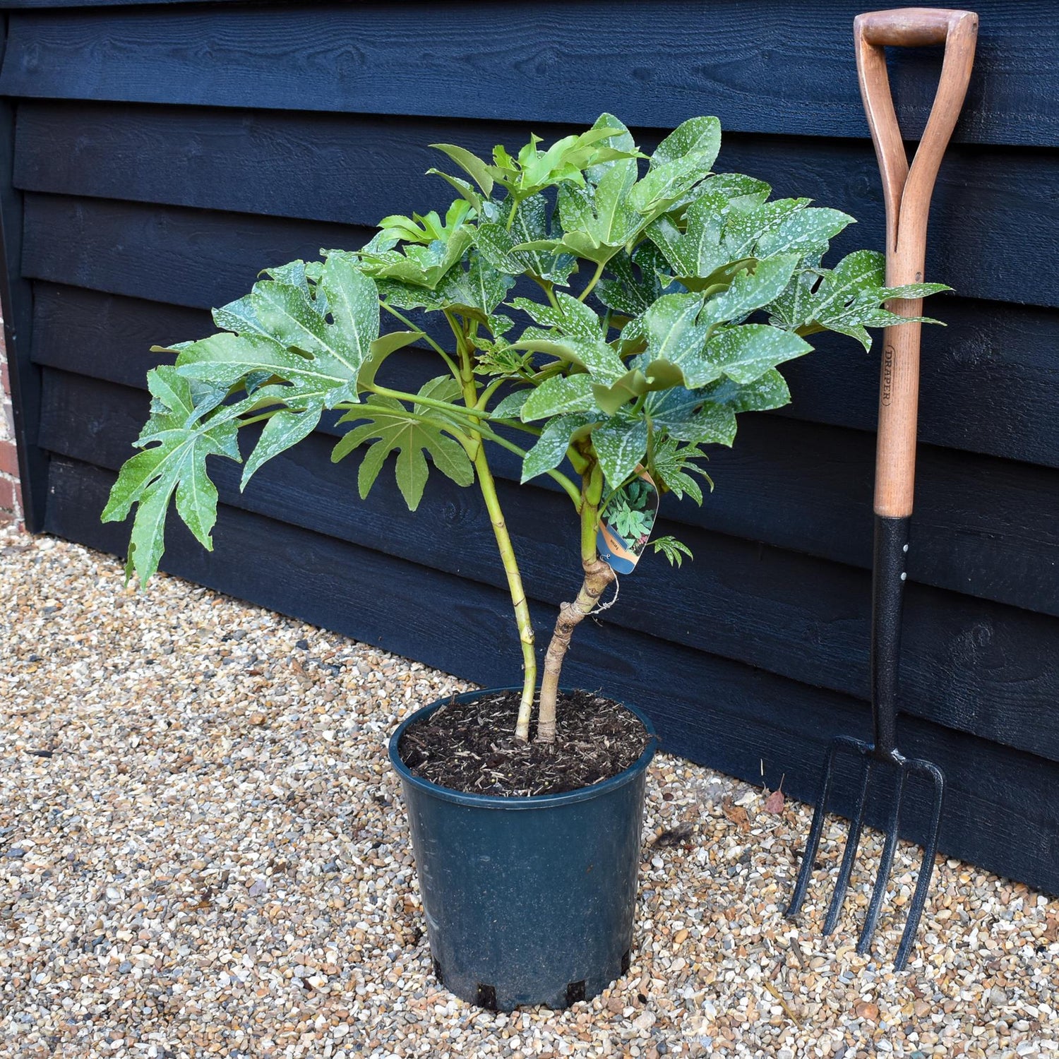 Fatsia japonica (Japanese aralia) - Height 50-80cm -12lt