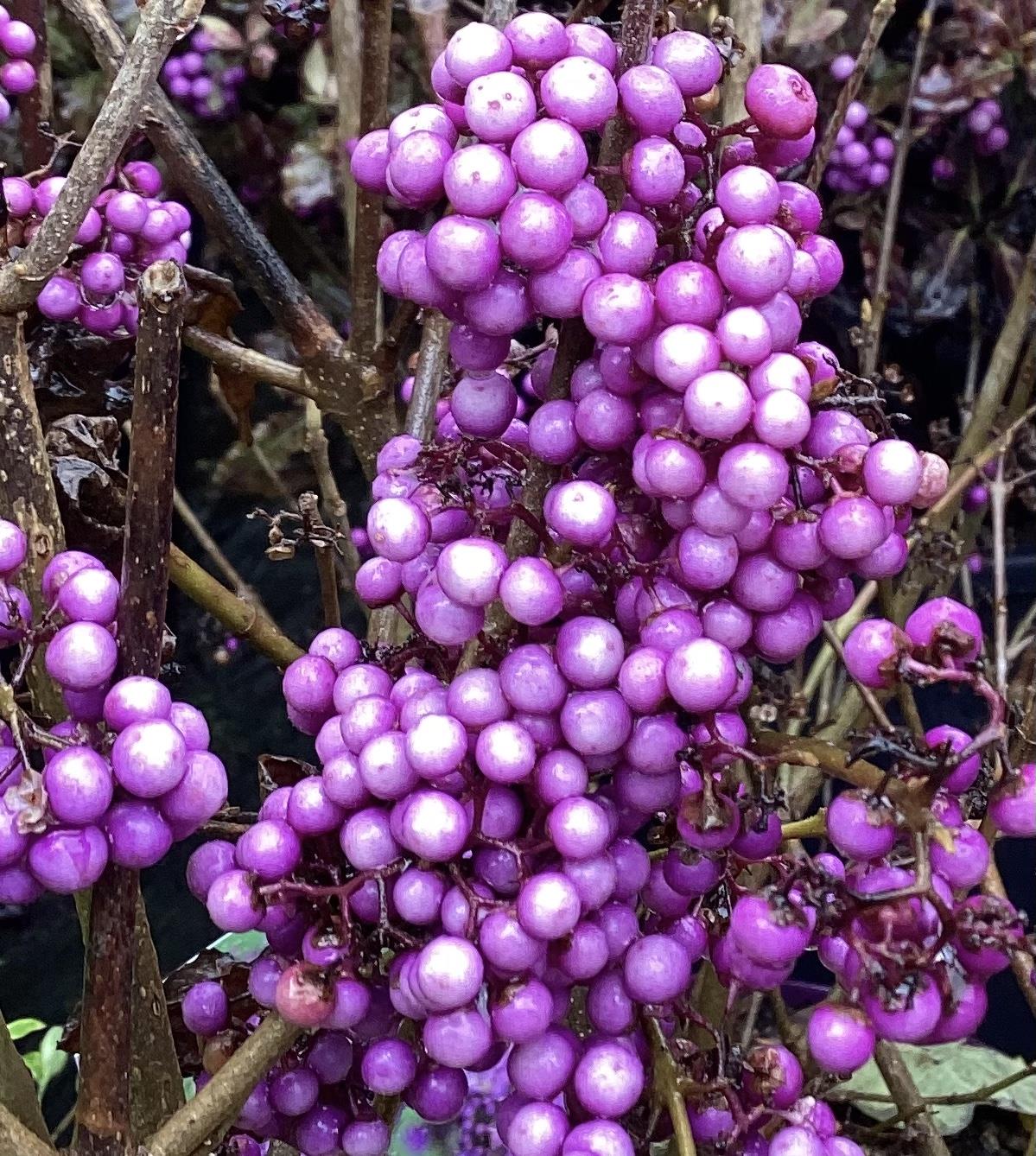 Callicarpa bodinieri var. giraldii 'Profusion' - 60-70cm, 10lt