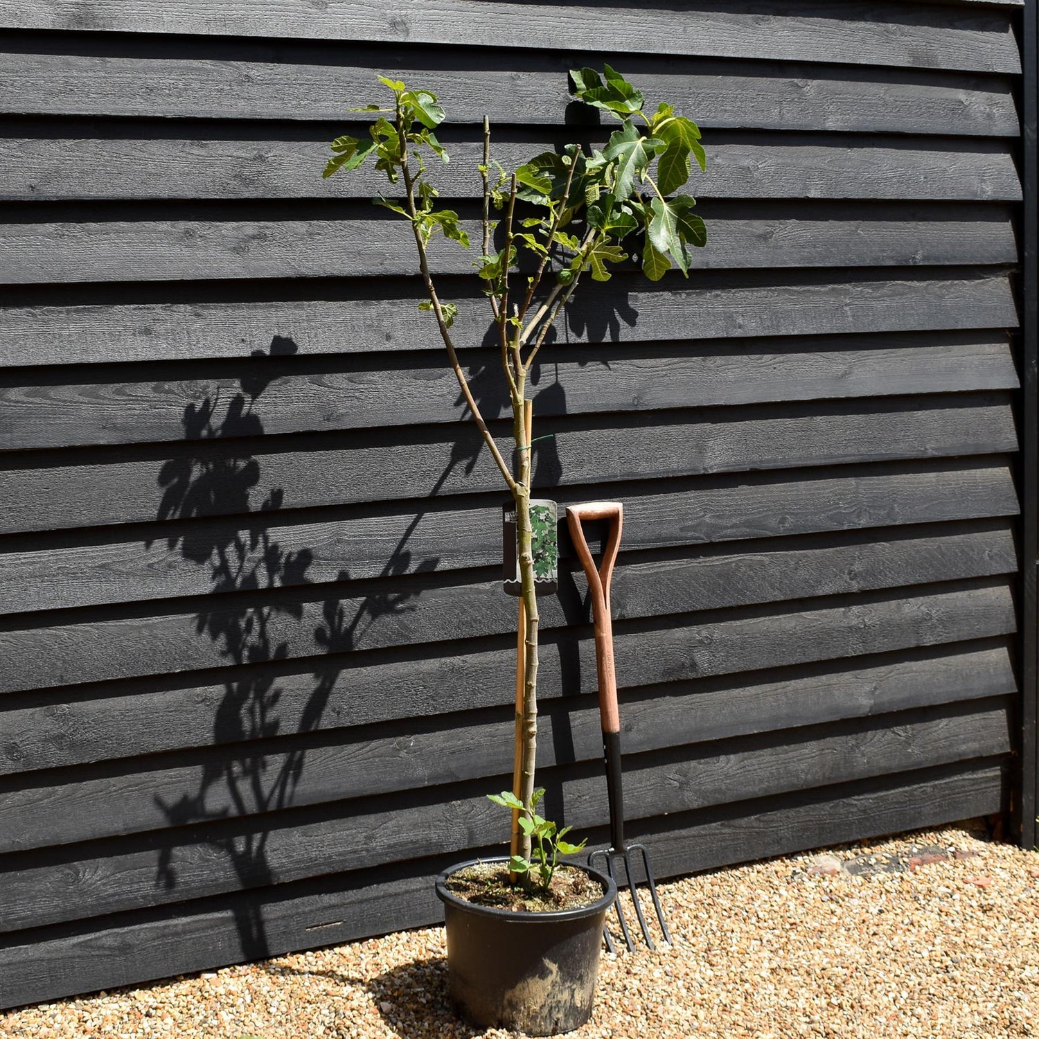 Fig - Ficus carica 'Brown Turkey' - Clear Stem 80-90cm - Height 160-170cm - 10lt