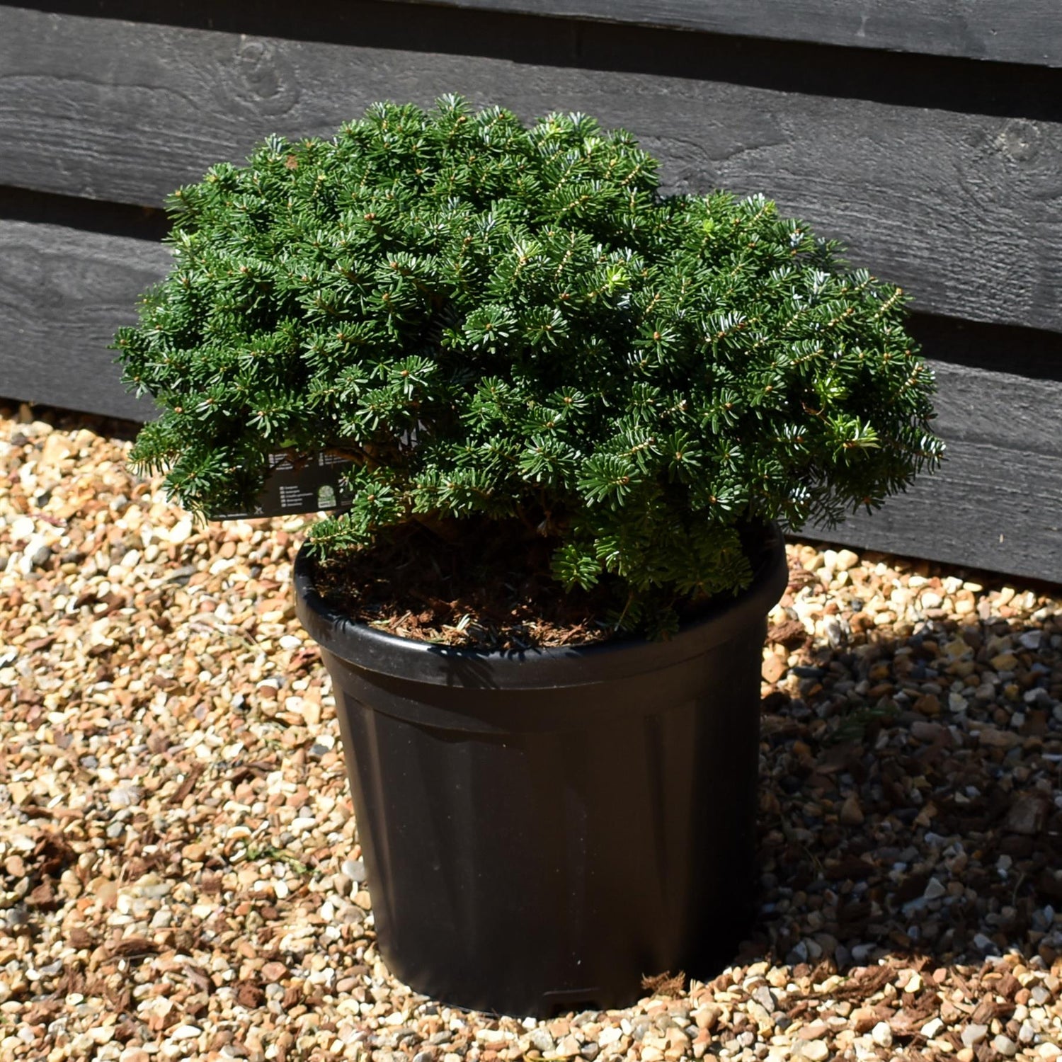 Abies koreana 'Brilliant'| Korean fir 'Brilliant' - Height 20-30cm - 10lt
