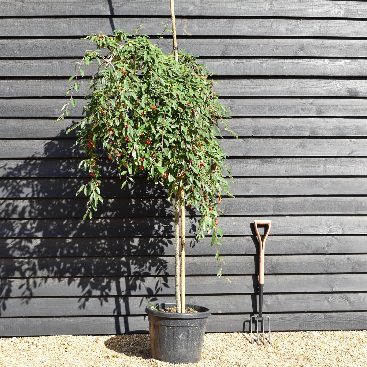 Cotoneaster 'Hybridus Pendulus' - Weeping Tree - Height 160-180cm - 50lt