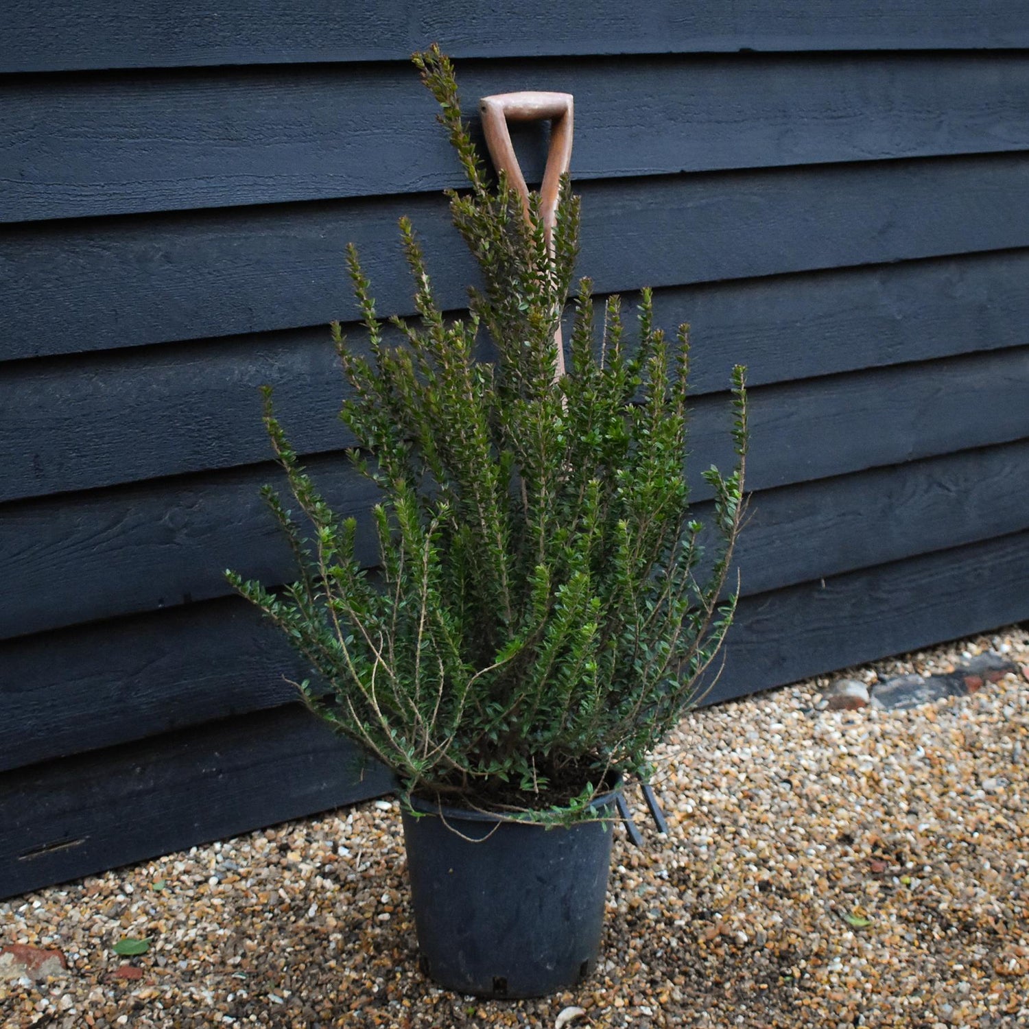 Myrtus communis  Tarentina| Common Myrtle - Shrub - Height 60-70cm - 10lt
