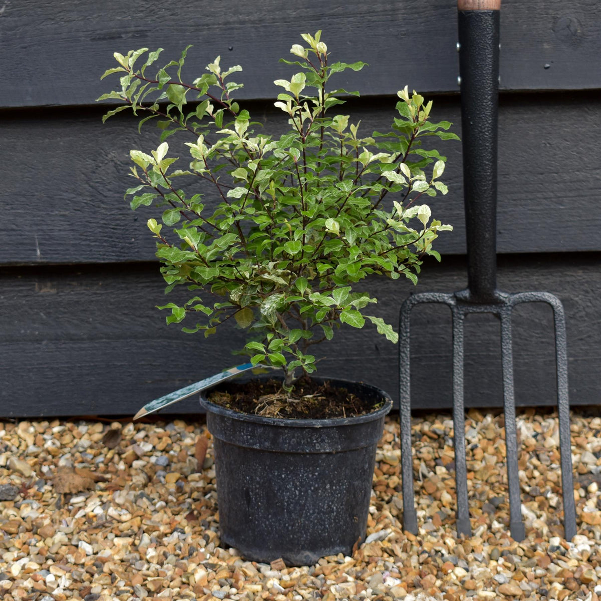 Pittosporum Irene Paterson -  H:10-20cm W:30-40cm - 3lt