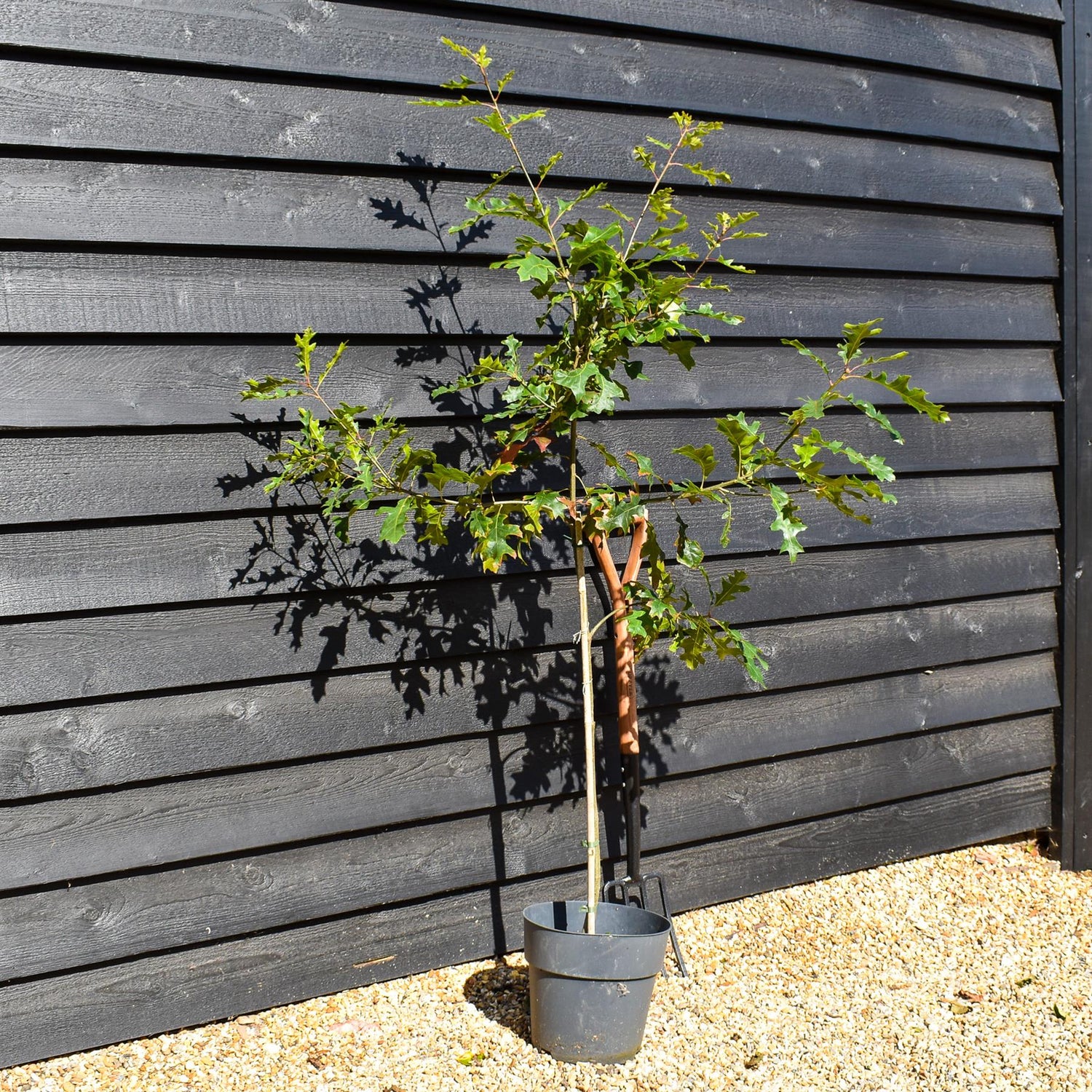 Scarlet oak | Quercus coccinea - Height 140-160cm - Girth 4-6cm - Pot Grown - 10lt