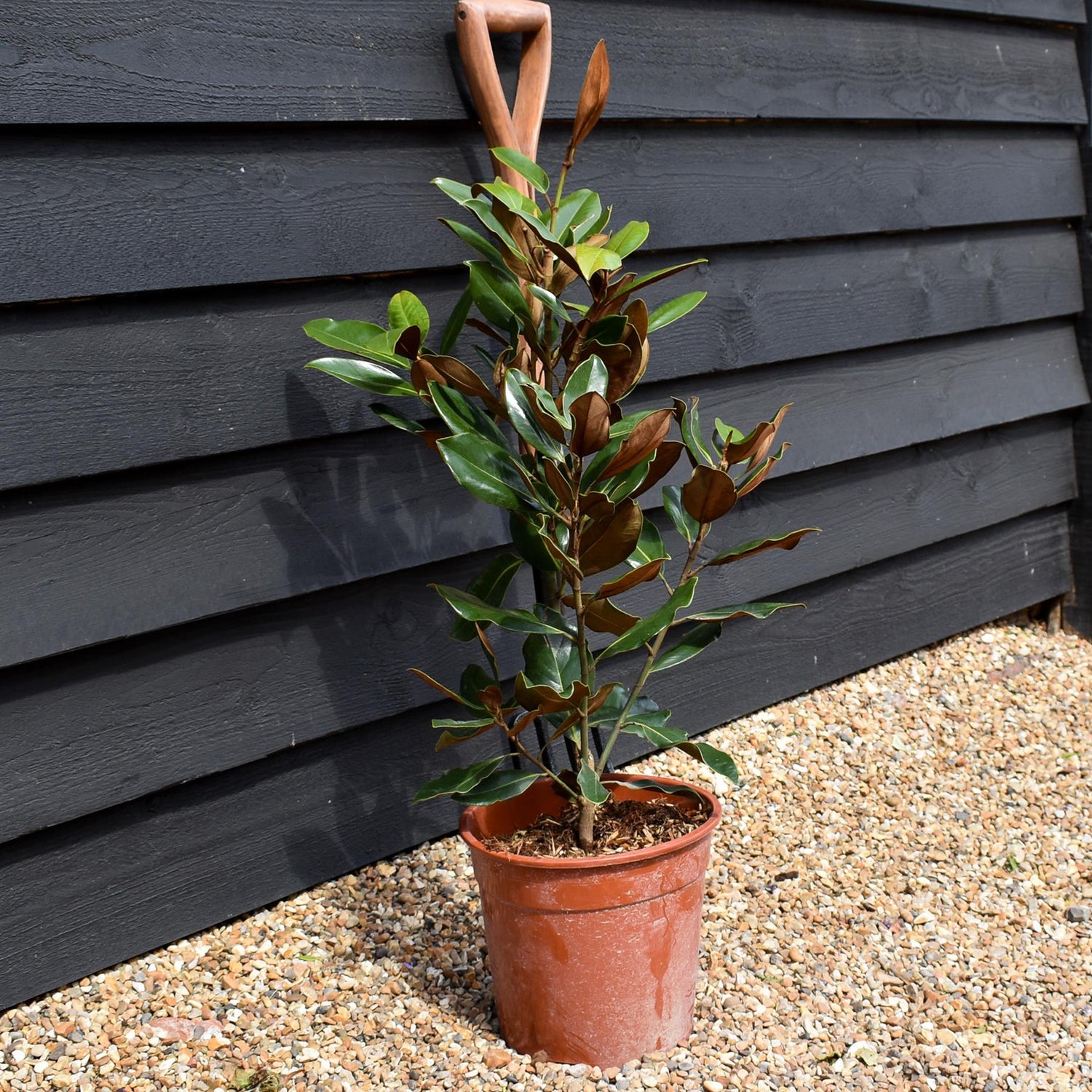 Magnolia Grandiflora Little Gem | Southern Magnolia ‘Little Gem’ - Shrub - Height 70-80cm - 7lt