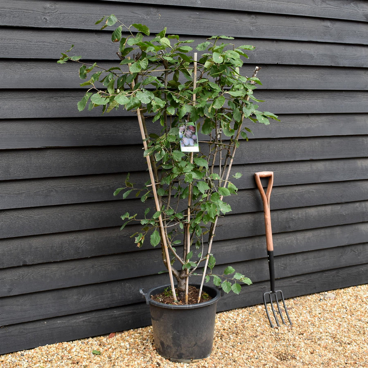 Prunus domestica 'Stanley' | Plum 'Stanley' -  Frame - Height 130-140cm - 30lt