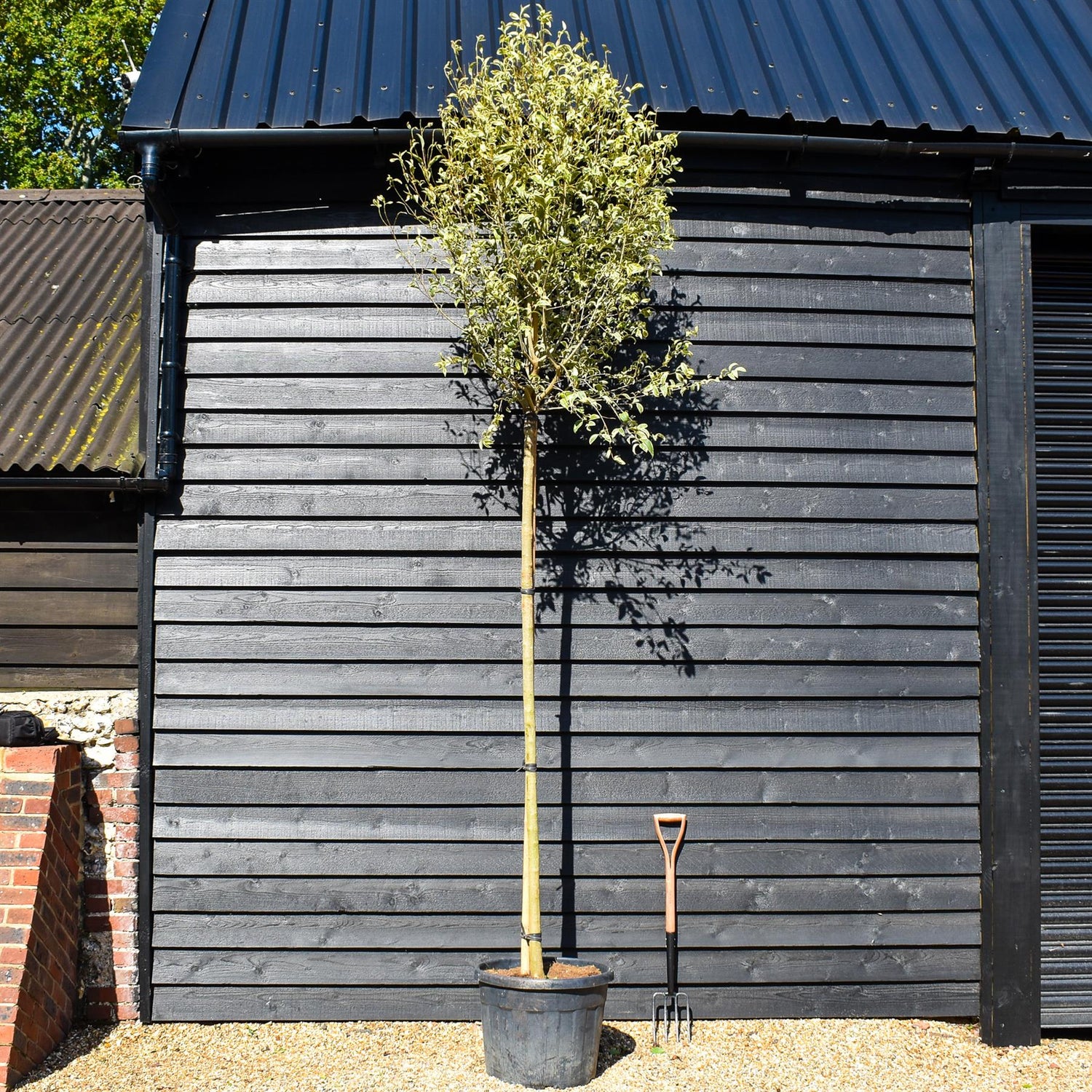 Golden Japanese Privet | Ligustrum Japonica 'Aureum' Varigated - Clear Stem 180cm - Girth 12-14cm - Height 280-320cm - 55-70lt