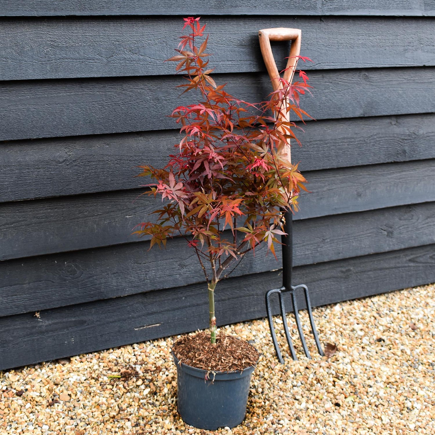 Japanese maple Skeeters Broom | Acer palmatum - Tree - Height 70-80cm -5lt