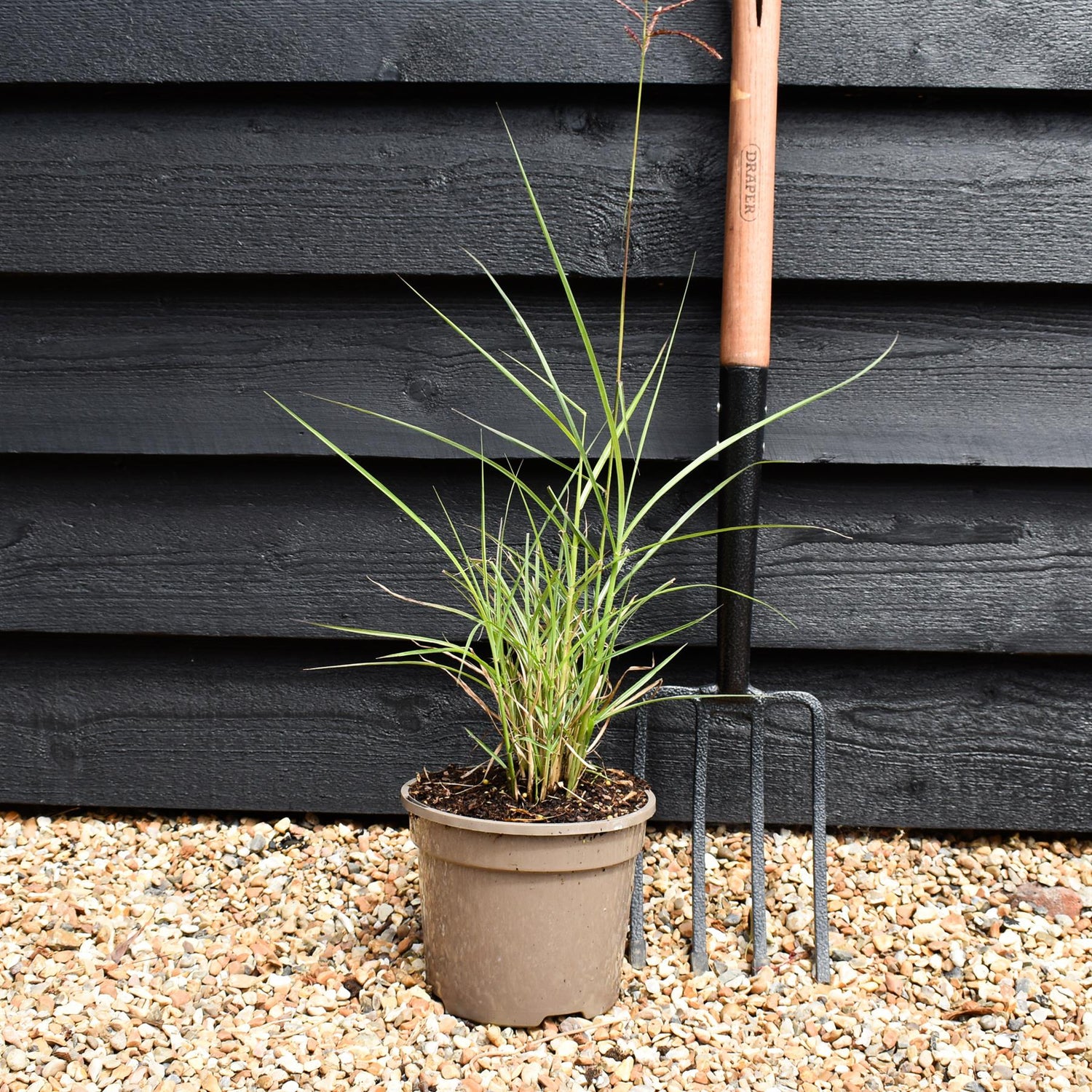 Miscanthus sinensis 'Ferner Osten' - Grass - 3lt