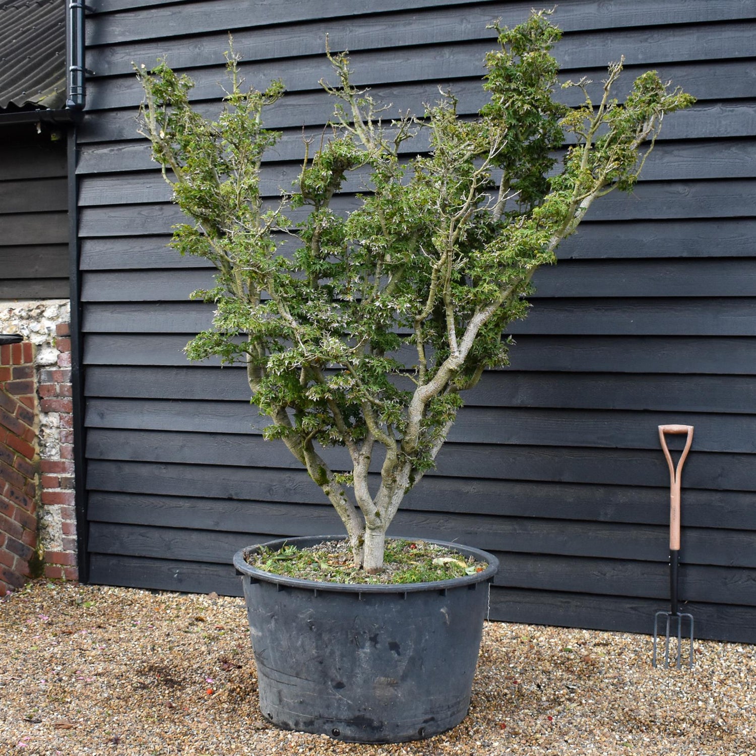 Acer palmatum 'Crispifolium' -  Specimen Tree - Height 200-230cm - 375lt