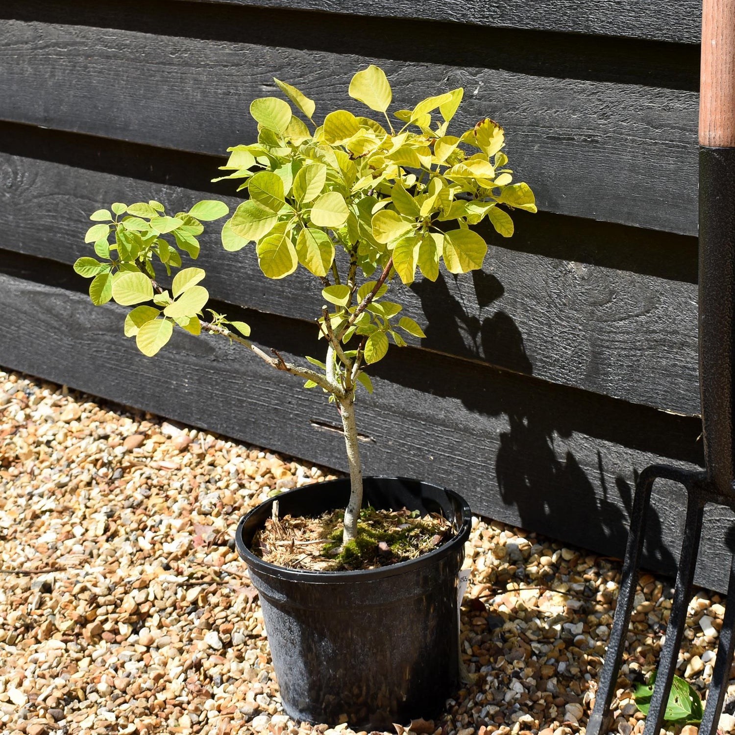 Cotinus coggygria 'Golden Spirit' -'3lt