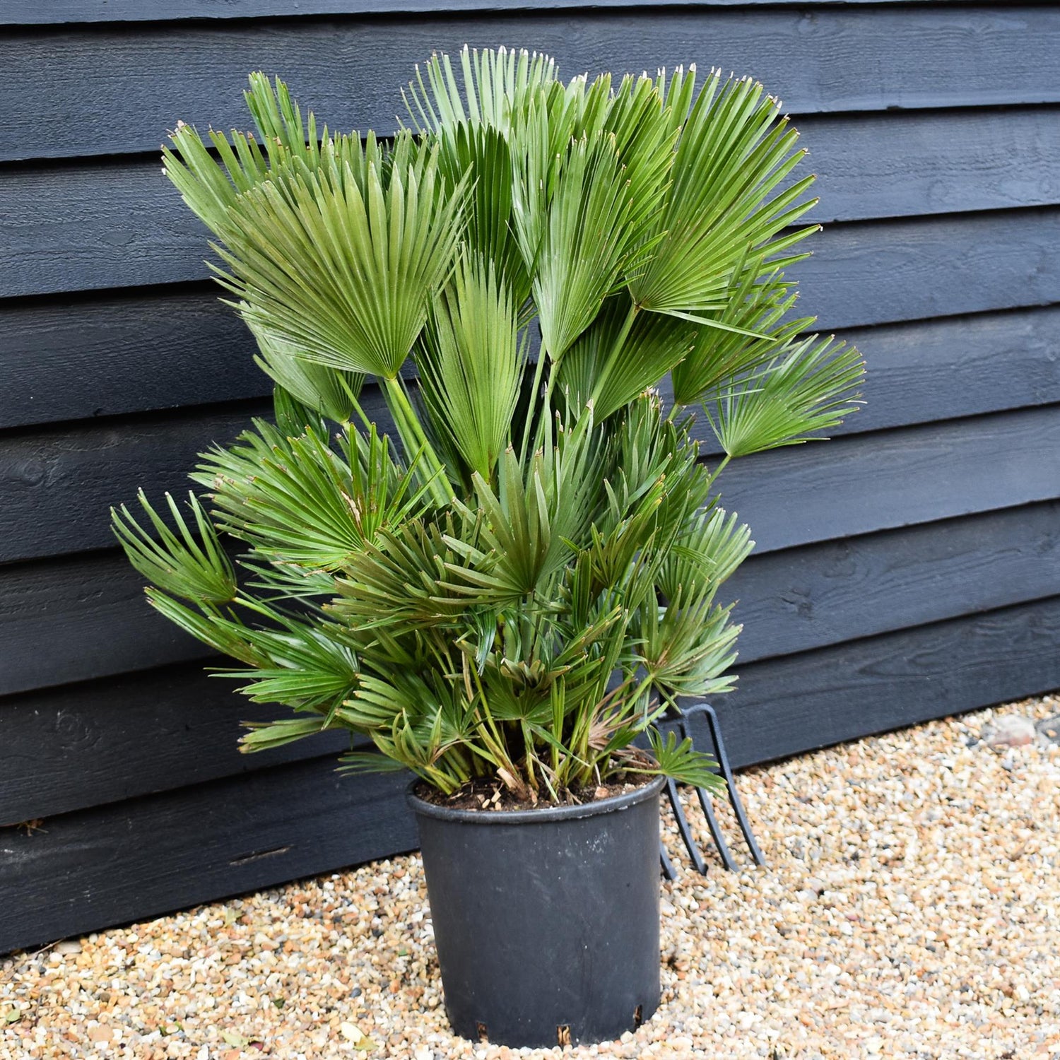 Chamaerops Hummilis Compacta - Height 80-100cm - Shrub - 18lt