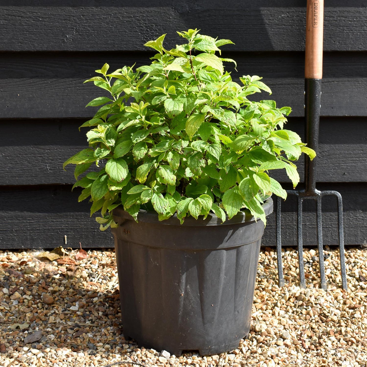 Philadelphus Coronarius Aureus - 40-50cm - 18lt