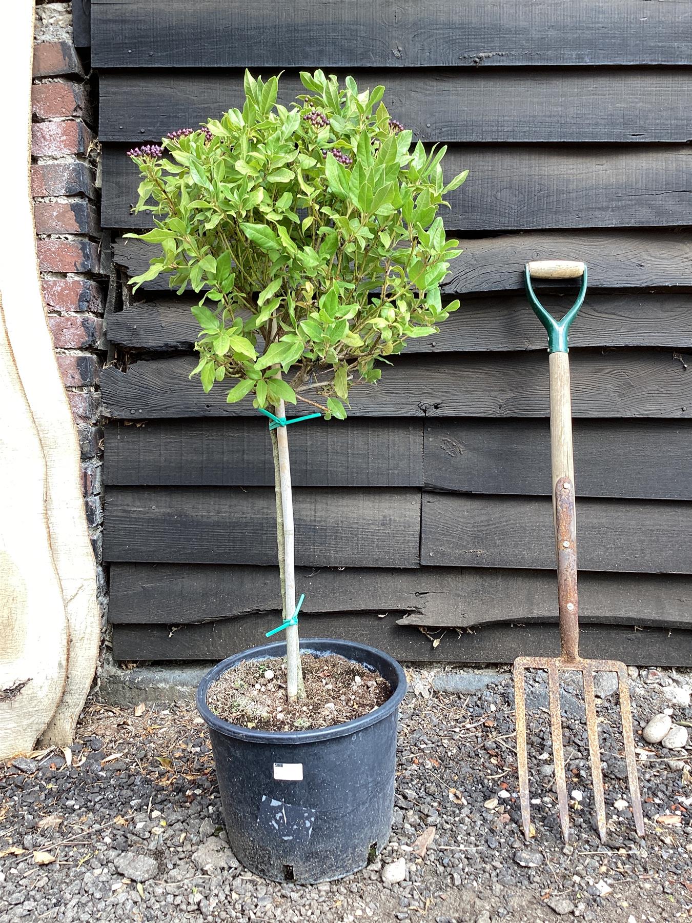 Viburnum tinus Eve Price | Laurustinus 'Eve Price' - 1/4 std Clear Stem - 60-80cm, 20lt