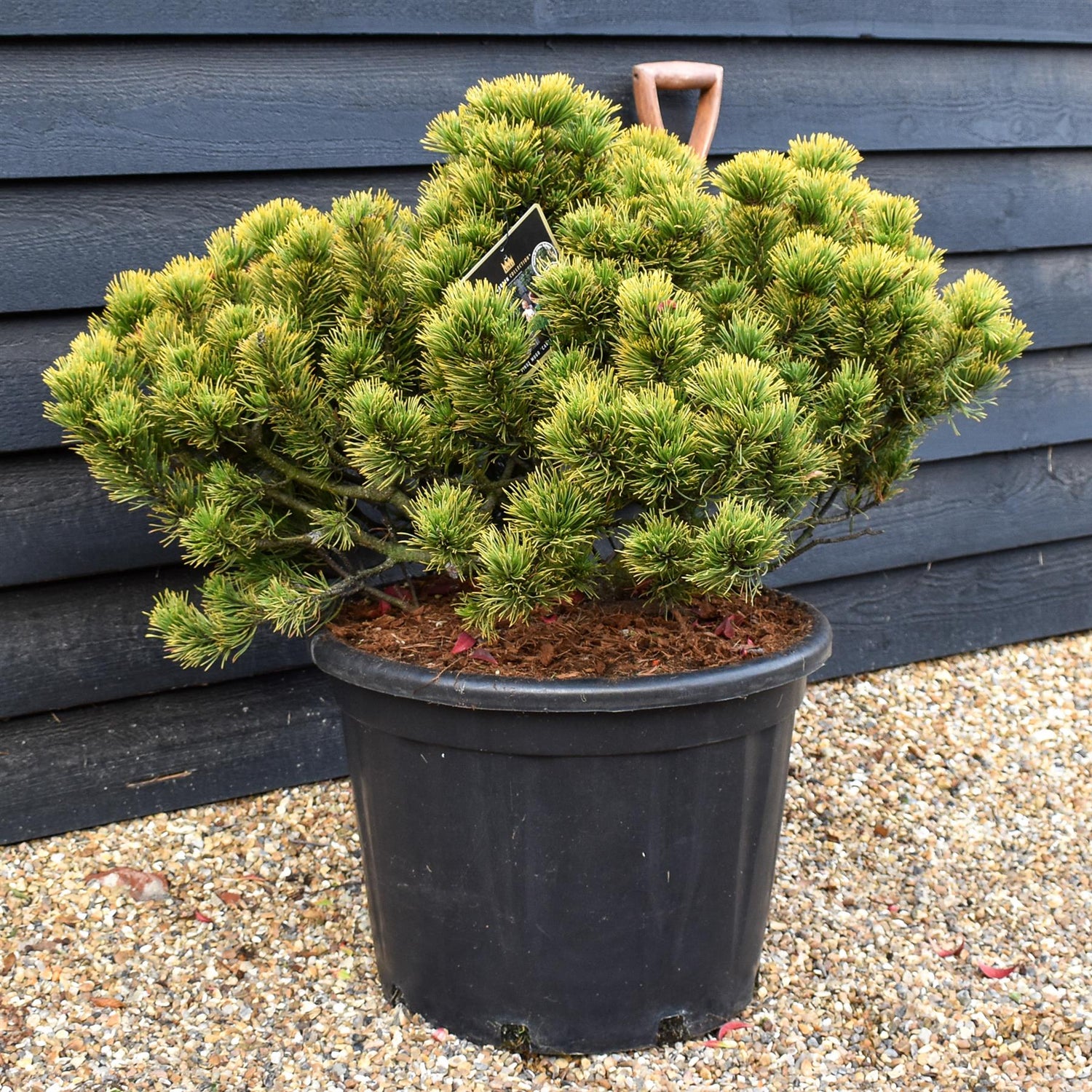 Pinus mugo 'Carsten's Wintergold' - Height 50-60cm - Width 70-80cm - 65lt