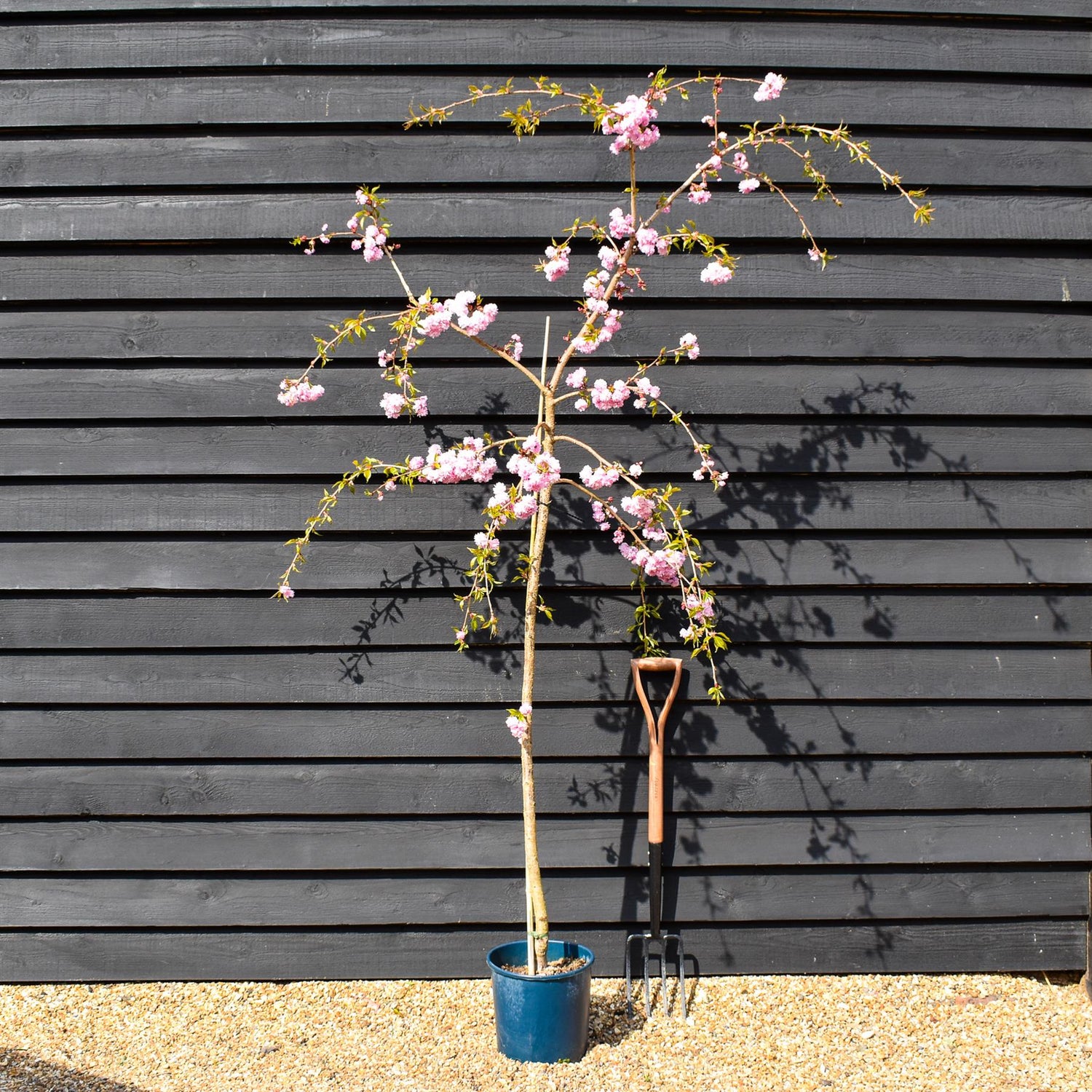 Prunus 'Kiku-shidare-zakura' | Weeping Oriental Cherry (150cm) - 10lt