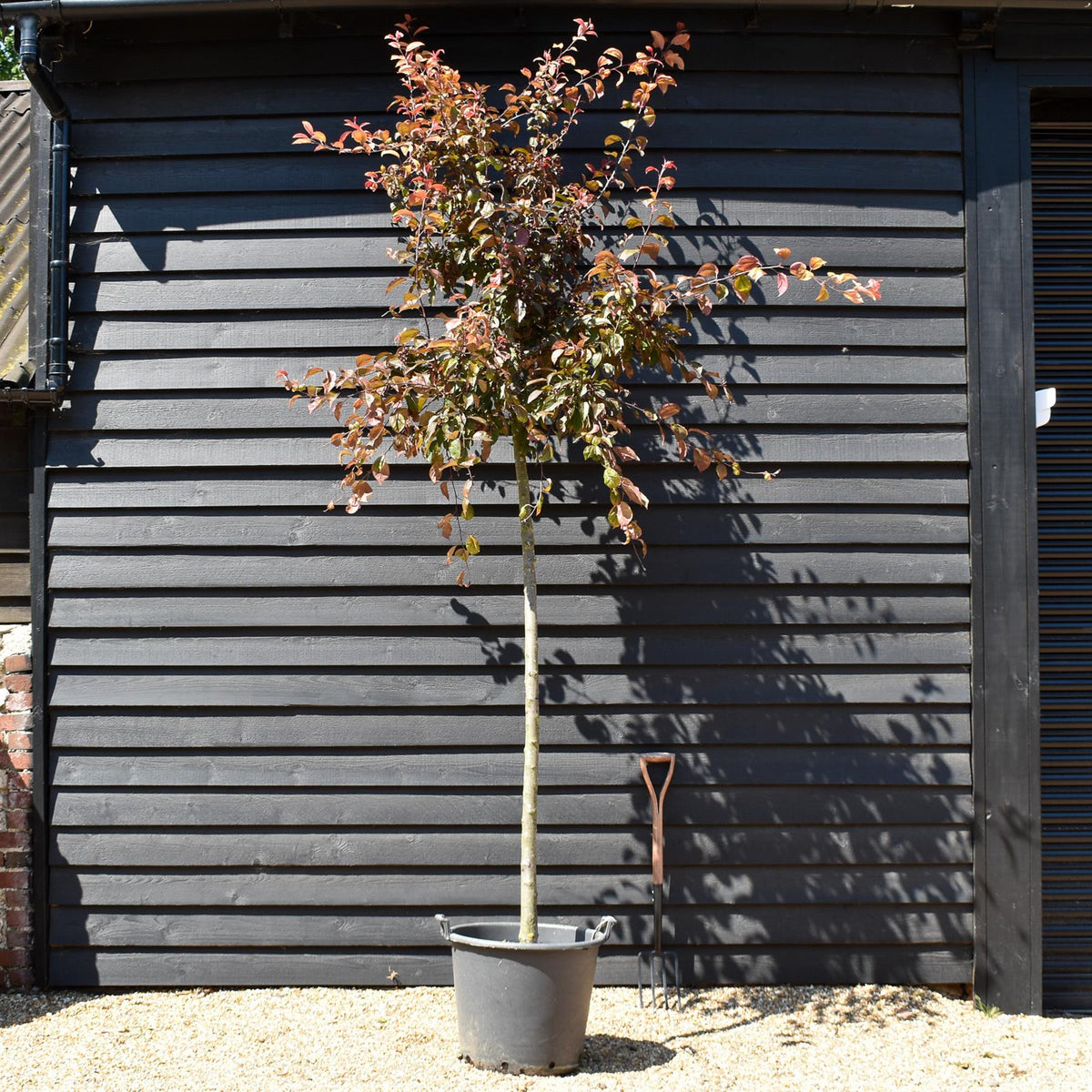Malus 'Coccinella' - Standard - Girth 12-14cm - Height 320-330cm - 50lt