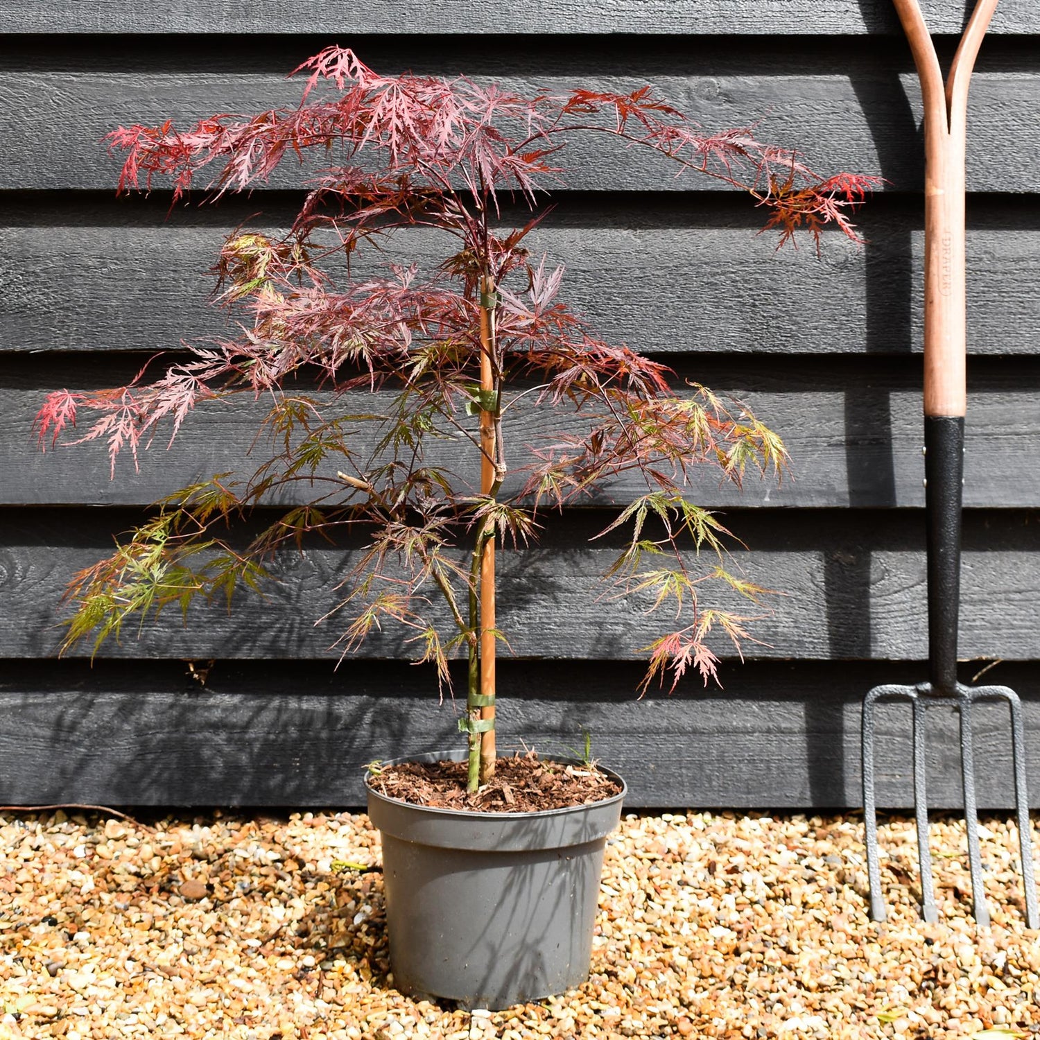 Japanese Maple | Acer palmatum 'Fire Cracker' - Tree - Height 60-70cm - 5lt