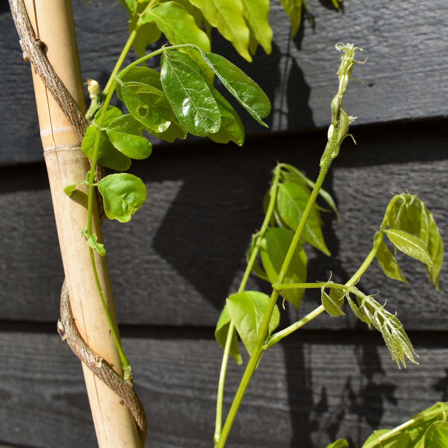 Wisteria floribunda | Japanese wisteria 'Longissima Alba' - Cane - Height 150-200cm - 3lt