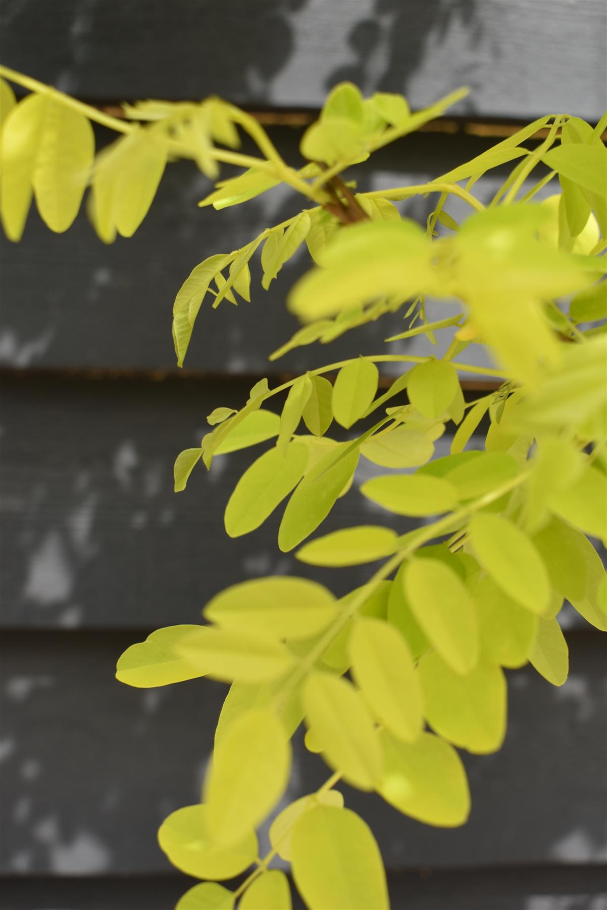 Robinia Pseudoacacia Frisia | Black Locust - Girth 6-8cm - Height 250-300cm - 15lt