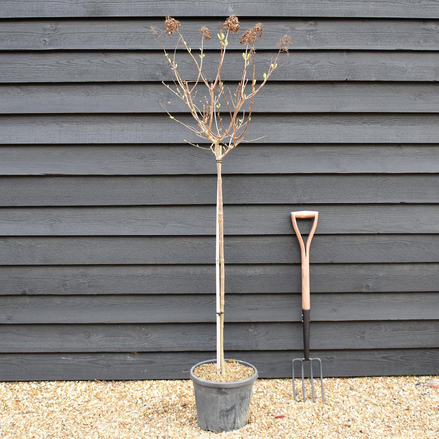 Hydrangea paniculata 'Polar Bear' -  Clear Stem 90-100cm - Height 140-160cm - 15lt