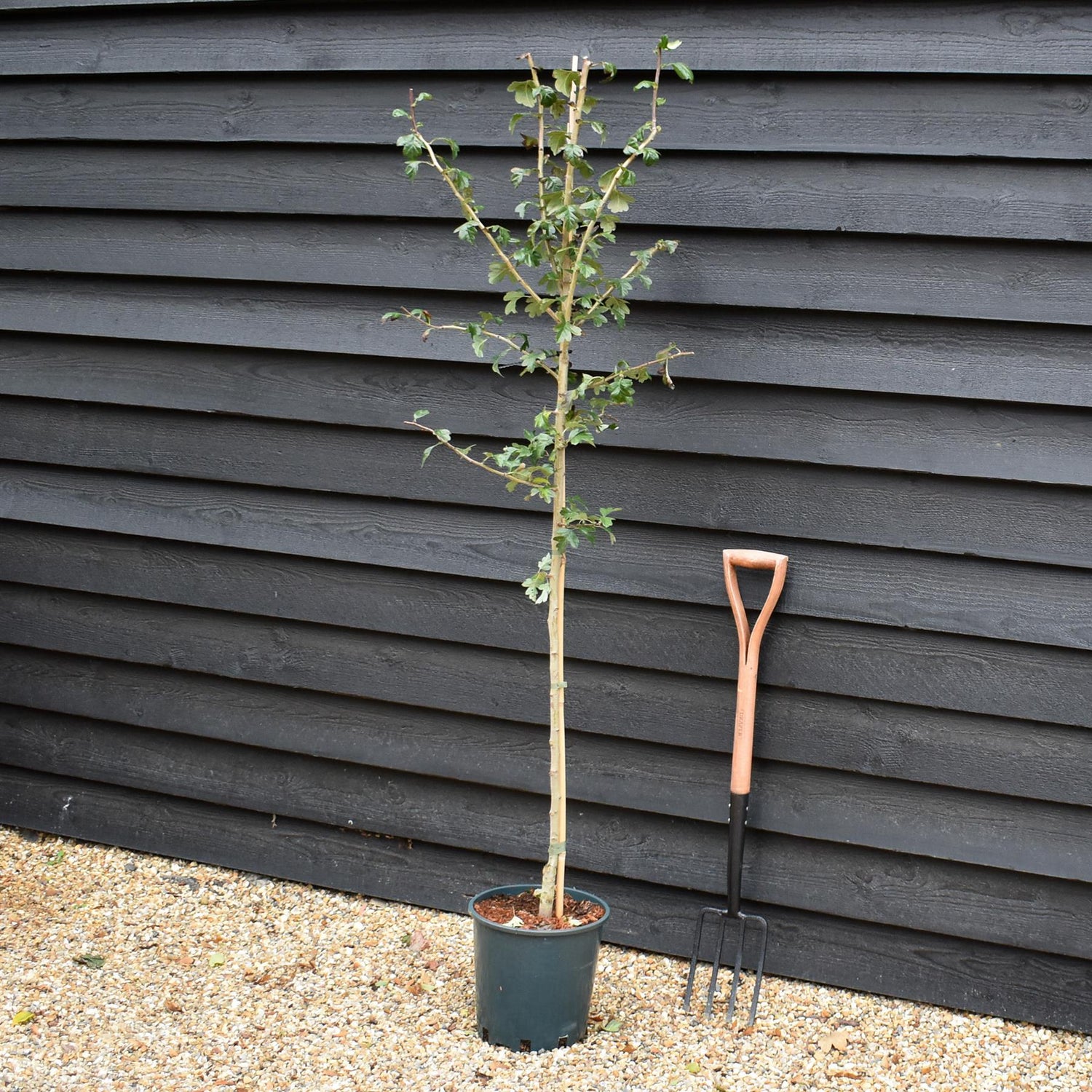 Crataegus Laevigata 'Plena' | White Flowering Hawthorn Tree -  Height 160-180cm - 12lt