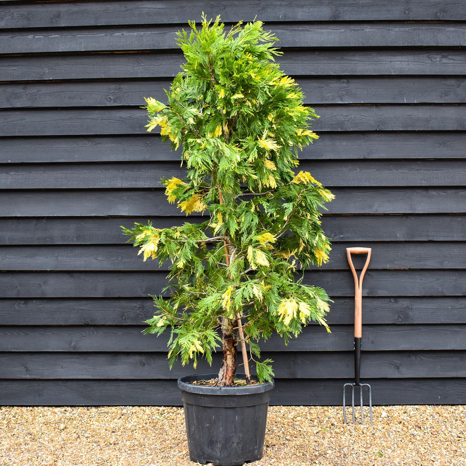 Calocedrus deodara variagata | incense cedar - Height 170-180cm - 45lt