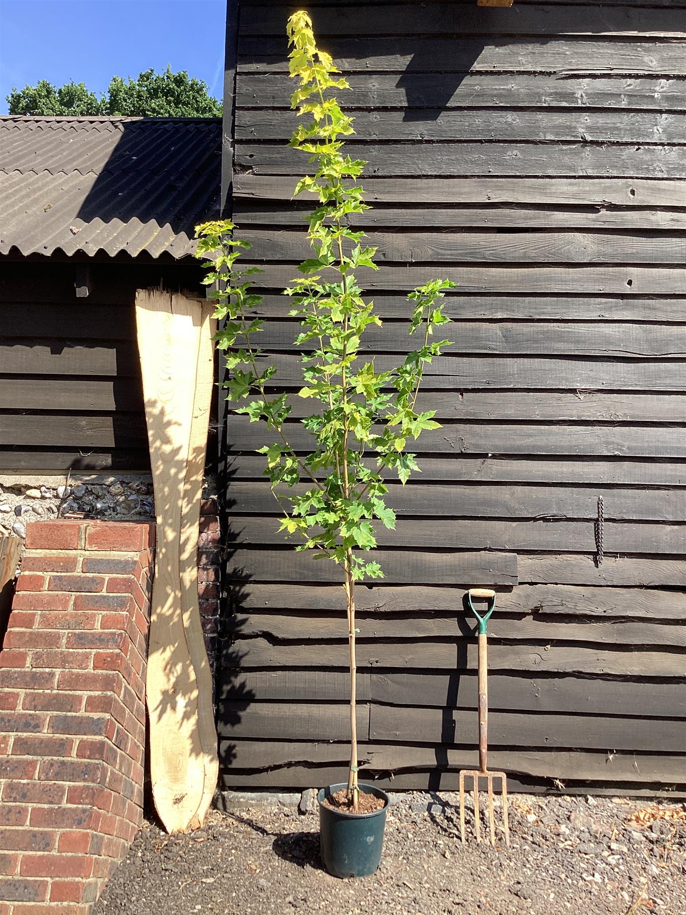 Acer Platanoides Princeton Gold | Norway maple, Height 210-250cm - 12lt