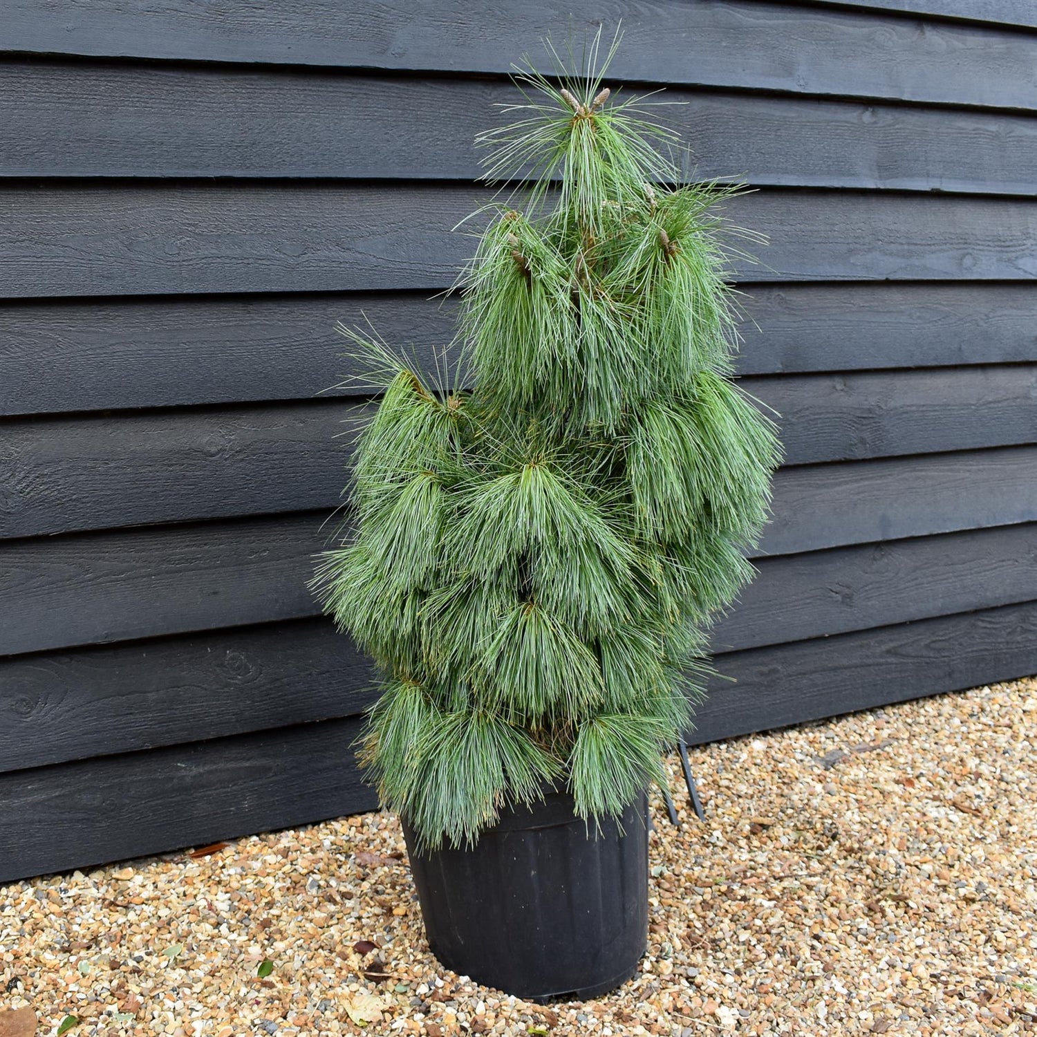 Pinus x schwerinii 'Wiethorst' |Schwerin's pine 'Wiethorst' - Height 75-85cm - 20lt