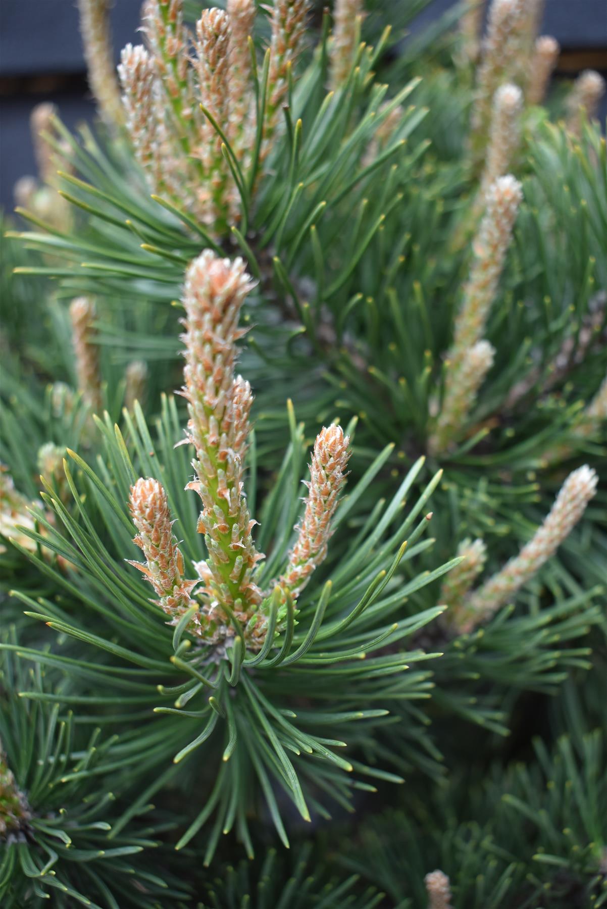 Pinus mugo 'Gnom' | Dwarf mountain pine - Height 55-65cm - Width 40-50cm - 11lt