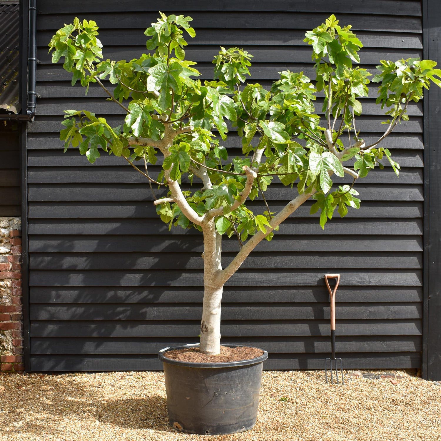 Fig - Ficus carica Specimen Tree 1A  - Clear Stem 40cm - Girth 38-40cm - Height 220-230cm - 160lt