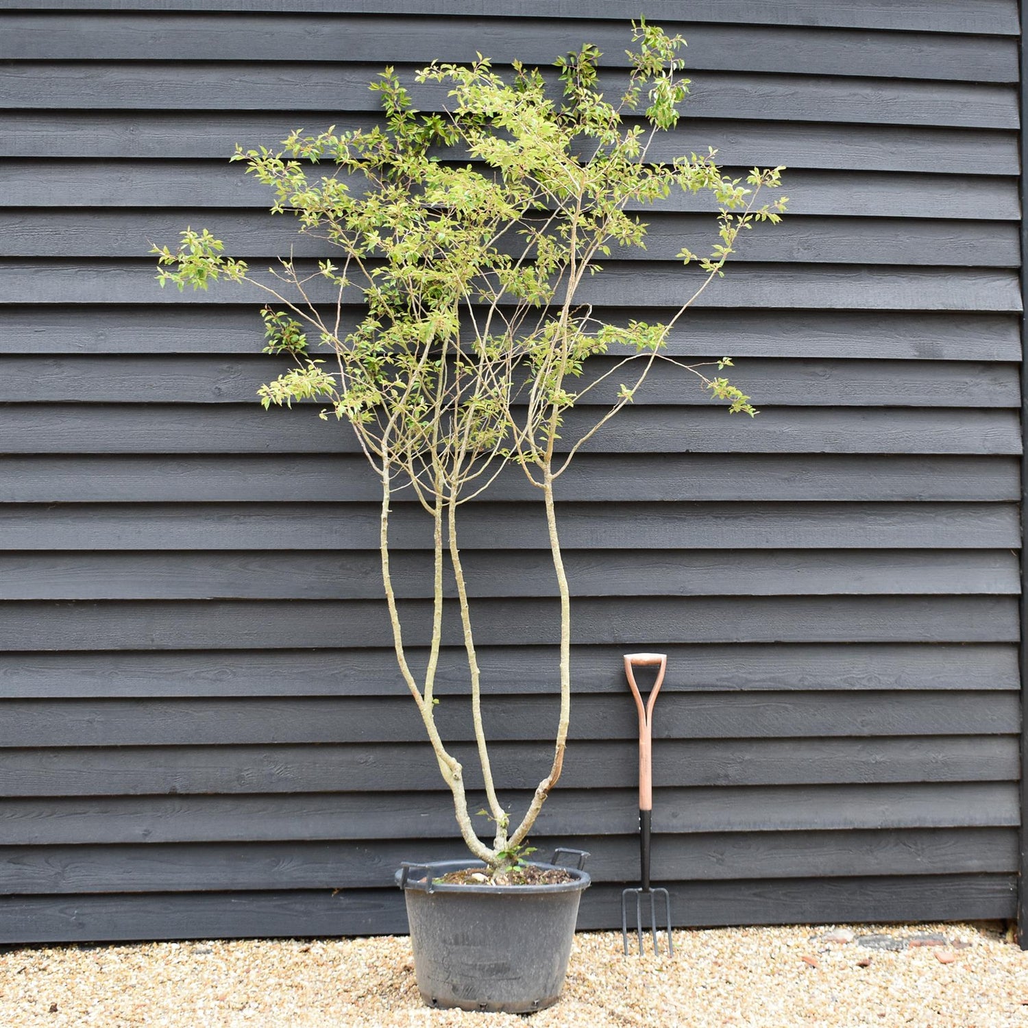 Prunus Subhirtella Autumnalis - Shrub Height 220-250cm - 60lt