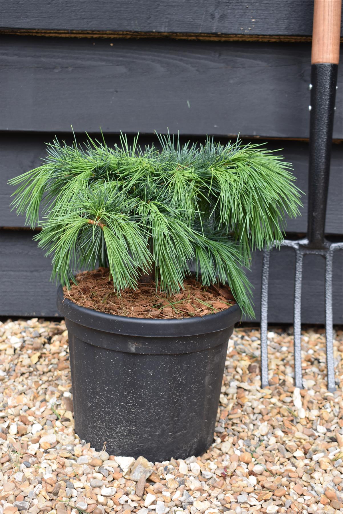 Cedrus libani 'Hedgehog' | Cedar of Lebanon 'Hedgehog'  - Height 20-30cm - Width 30-40cm - 6lt