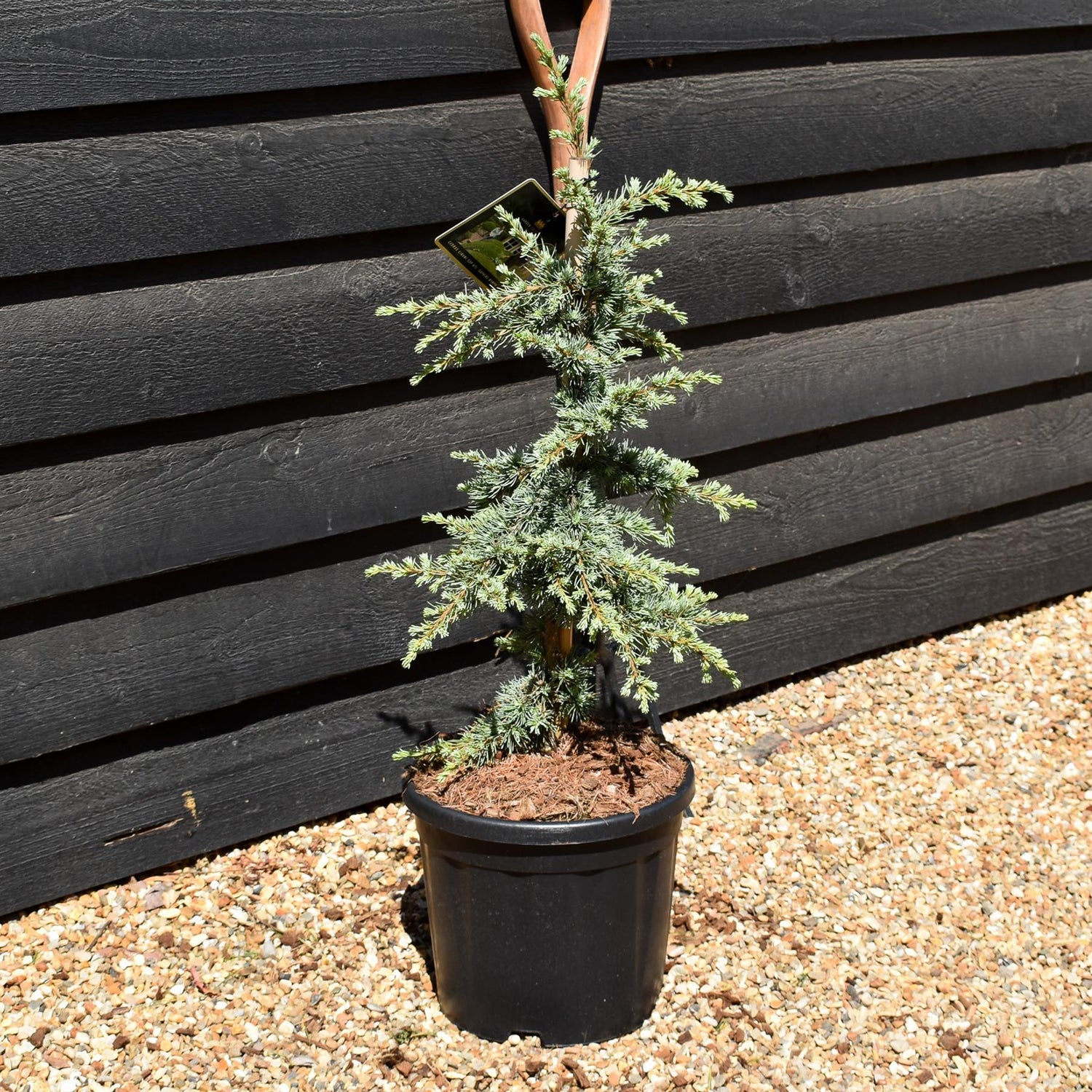 Cedrus libani atlantica 'Saphire Nymph' | Atlas Cedar - Height 70-80cm - Width 30-40cm - 11lt