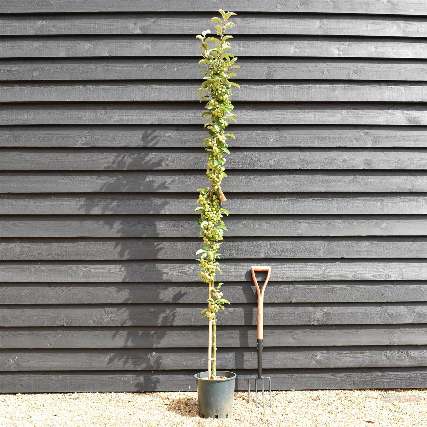 Malus 'Golden Hornet' | Flowering Crab Apple Tree, Clear Stem - 180-220cm, 10lt