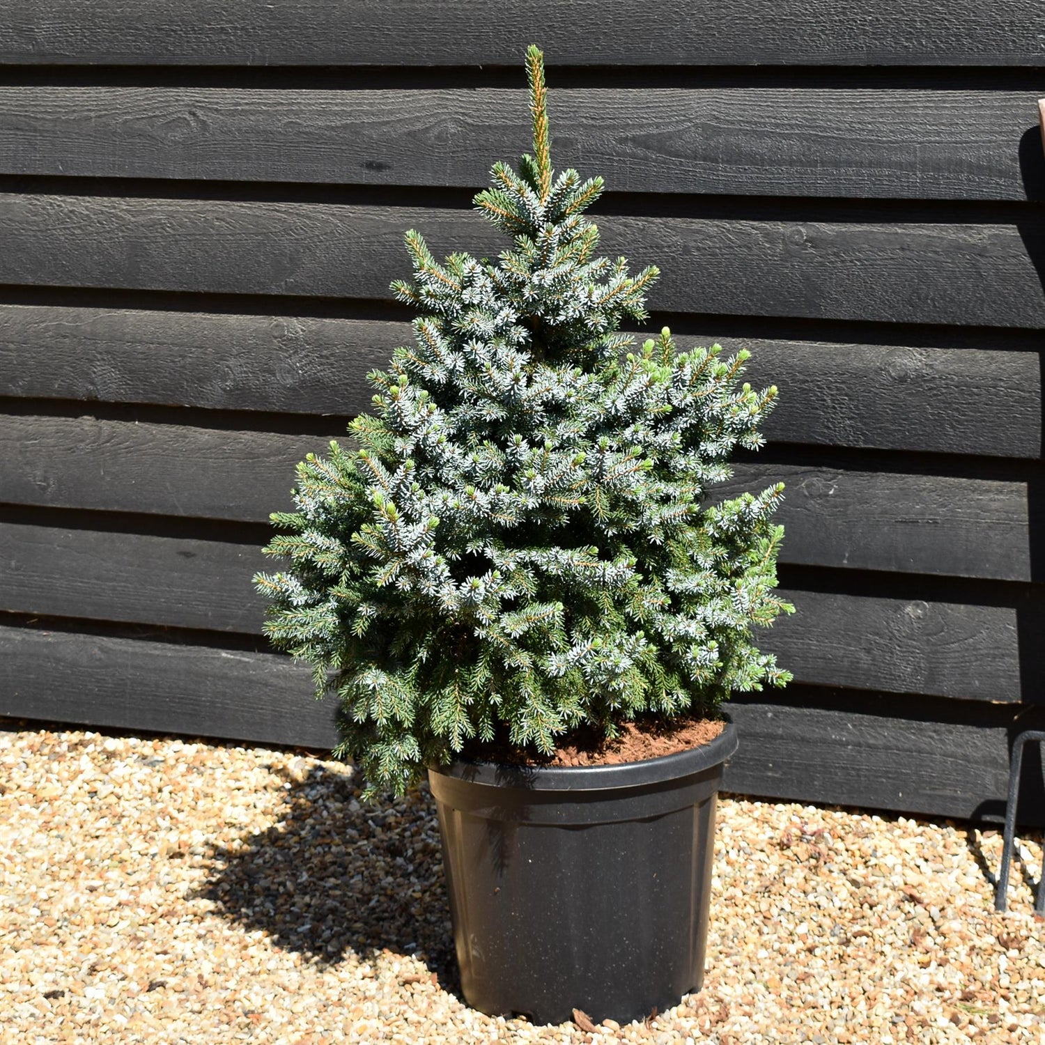 Picea Omorika Nana | Dwarf Serbian Spruce - Height 80cm - 20lt