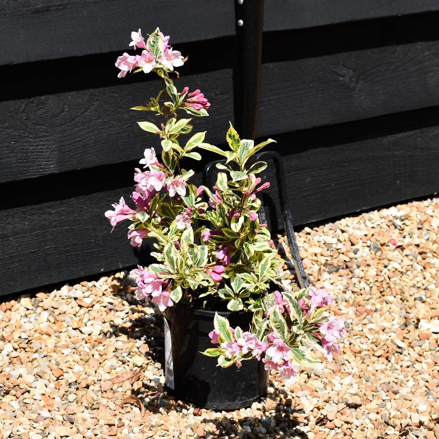 Weigela Florida 'Magical Rainbow' - Shrub - Height 10-15cm - 5lt